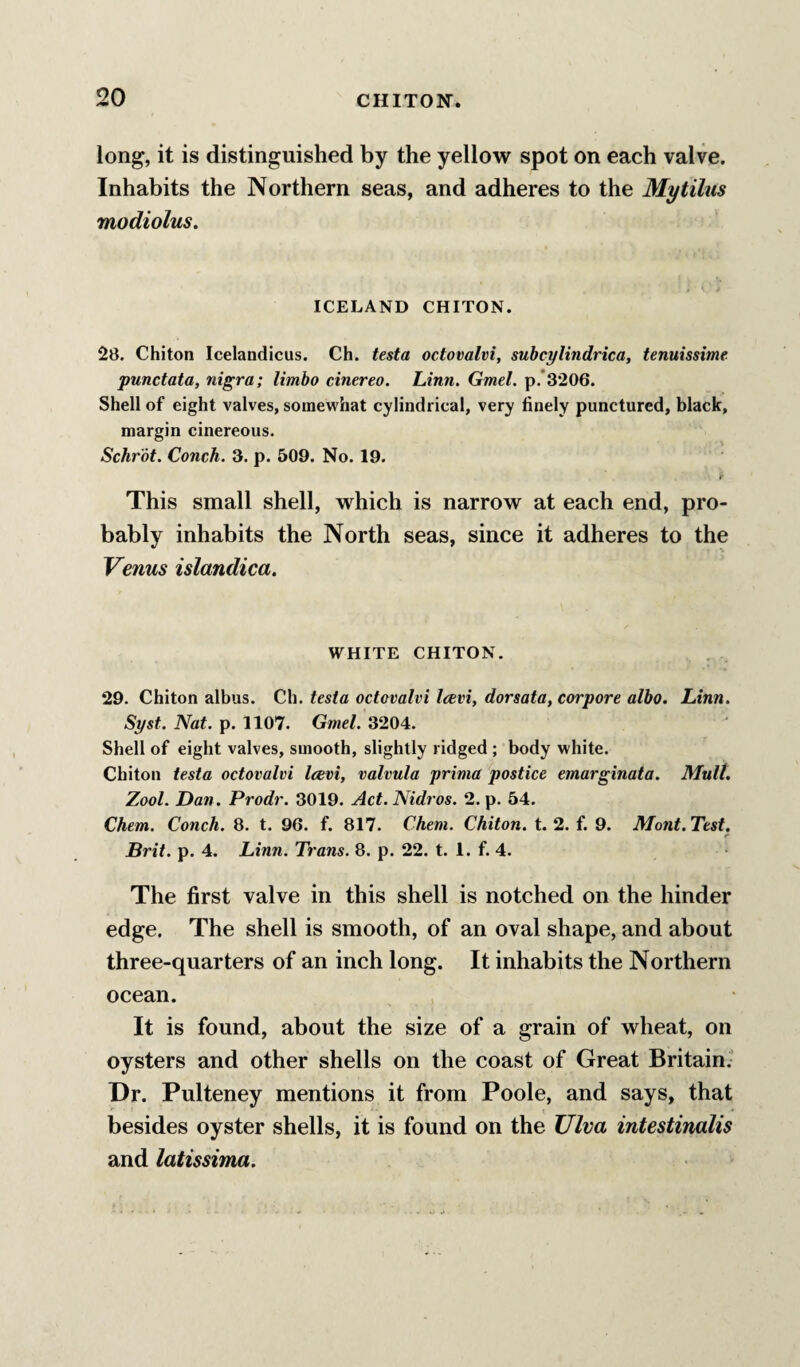 520 long, it is distinguished by the yellow spot on each valve. Inhabits the Northern seas, and adheres to the My Ulus modiolus. ICELAND CHITON. 28. Chiton Icelandicus. Ch. testa octovalvi, subcylindrica, tenuissime punctata, nigra; limbo cinereo. Linn. Gmel. p.*3206. Shell of eight valves, somewhat cylindrical, very finely punctured, black, margin cinereous. Schr'dt. Conch. 3. p. 509. No. 19. f This small shell, which is narrow at each end, pro¬ bably inhabits the North seas, since it adheres to the Venus islandica. WHITE CHITON. 29. Chiton albus. Ch. testa octovalvi Icevi, dorsata, corpore albo. Linn. Syst. Nat. p. 1107. Gmel. 3204. Shell of eight valves, smooth, slightly ridged ; body white. Chiton testa octovalvi Icevi, valvula prima postice emarginata. Mult. Zool. Dan. Prodr. 3019. Act.Nidros. 2. p. 54. Chem. Conch. 8. t. 96. f. 817. Chem. Chiton, t. 2. f. 9. Mont. Test. Brit. p. 4. Linn. Trans. 8. p. 22. t. 1. f. 4. The first valve in this shell is notched on the hinder edge. The shell is smooth, of an oval shape, and about three-quarters of an inch long. It inhabits the Northern ocean. It is found, about the size of a grain of wheat, on oysters and other shells on the coast of Great Britain.’ Dr. Pulteney mentions it from Poole, and says, that besides oyster shells, it is found on the Ulva intestinalis and latissima.