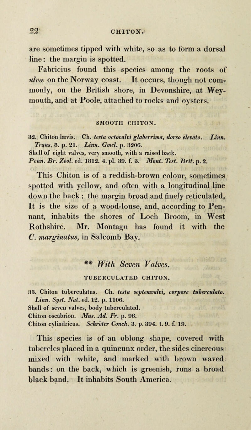 are sometimes tipped with white, so as to form a dorsal line: the margin is spotted. Fabricius found this species among the roots of ulvce on the Norway coast. It occurs, though not comr monly, on the British shore, in Devonshire, at Wey¬ mouth, and at Poole, attached to rocks and oysters. SMOOTH CHITON. 32. Chiton laevis. Ch. tesla octovalvi glaberrima, dorso elevato. Linn. Trans. 8. p. 21. Linn. Gmel, p. 3206. Shell of eight valves, very smooth, with a raised back* Penn. Br. Zool. ed. 1812. 4. pi. 39. f. 3. Mont. Test. Brit. p. 2. This Chiton is of a reddish-brown colour, sometimes spotted with yellow, and often with a longitudinal line down the back: the margin broad and finely reticulated, It is the size of a wood-louse, and, according to Pen¬ nant, inhabits the shores of Loch Broom, in West Rothshire. Mr. Montagu has found it with the C. marginatuSj in Salcomb Bay. ** With Seven Valves. TUBERCULATED CHITON. 33. Chiton tuberculatus. Ch. testa septemvalvi, corpore tuberculato. Linn. Syst. Nat. ed. 12. p. 1106. Shell of seven valves, body tuberculated. Chiton oscabrion. Mus. Ad. Fr. p. 96. Chiton cylindricus. Schrdter Conch. 3. p. 394. t. 9. f. 19. This species is of an oblong shape, covered with tubercles placed in a quincunx order, the sides cinereous ’ mixed with white, and marked with brown waved bands: on the back, which is greenish, runs a broad black band, It inhabits South America.