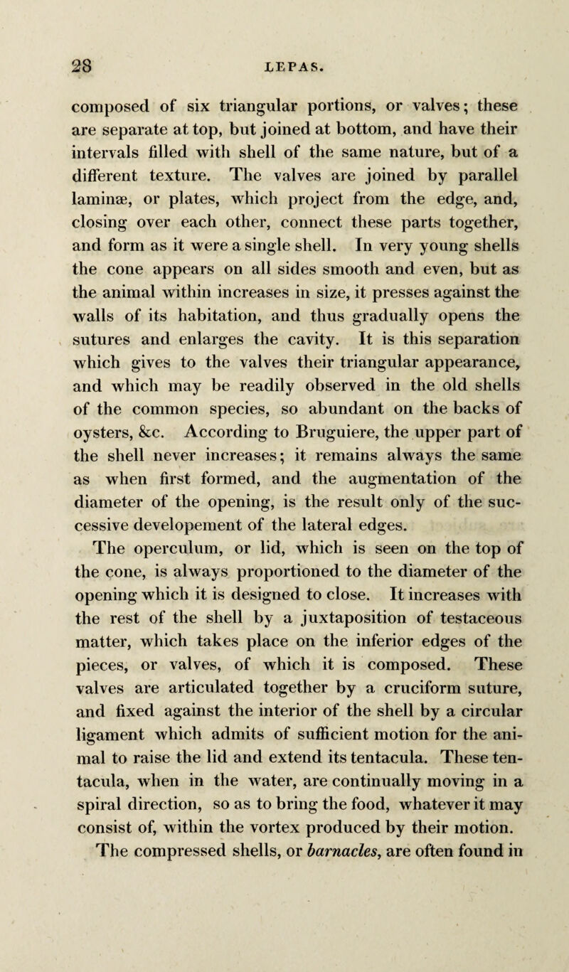 composed of six triangular portions, or valves; these are separate at top, but joined at bottom, and have their intervals filled with shell of the same nature, but of a different texture. The valves are joined by parallel laminae, or plates, which project from the edge, and, closing over each other, connect these parts together, and form as it were a single shell. In very young shells the cone appears on all sides smooth and even, but as the animal within increases in size, it presses against the walls of its habitation, and thus gradually opens the , sutures and enlarges the cavity. It is this separation which gives to the valves their triangular appearance, and which may be readily observed in the old shells of the common species, so abundant on the backs of oysters, &c. According to Bruguiere, the upper part of the shell never increases; it remains always the same as when first formed, and the augmentation of the diameter of the opening, is the result only of the suc¬ cessive developement of the lateral edges. The operculum, or lid, which is seen on the top of the cone, is always proportioned to the diameter of the opening which it is designed to close. It increases with the rest of the shell by a juxtaposition of testaceous matter, which takes place on the inferior edges of the pieces, or valves, of which it is composed. These valves are articulated together by a cruciform suture, and fixed against the interior of the shell by a circular ligament which admits of sufficient motion for the ani¬ mal to raise the lid and extend its tentacula. These ten- tacula, when in the water, are continually moving in a spiral direction, so as to bring the food, whatever it may consist of, within the vortex produced by their motion. The compressed shells, or barnacles, are often found in