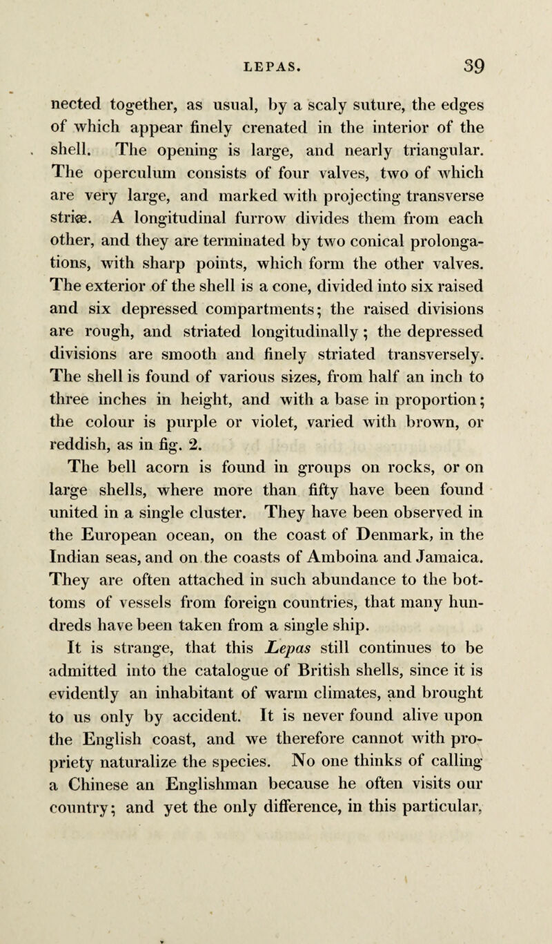 nected together, as usual, by a scaly suture, the edges of which appear finely crenated in the interior of the shell. The opening is large, and nearly triangular. The operculum consists of four valves, two of which are very large, and marked with projecting transverse stride. A longitudinal furrow divides them from each other, and they are terminated by two conical prolonga¬ tions, with sharp points, which form the other valves. The exterior of the shell is a cone, divided into six raised and six depressed compartments; the raised divisions are rough, and striated longitudinally; the depressed divisions are smooth and finely striated transversely. The shell is found of various sizes, from half an inch to three inches in height, and with a base in proportion; the colour is purple or violet, varied with brown, or reddish, as in fig. 2. The bell acorn is found in groups on rocks, or on large shells, where more than fifty have been found united in a single cluster. They have been observed in the European ocean, on the coast of Denmark, in the Indian seas, and on the coasts of Amboina and Jamaica. They are often attached in such abundance to the bot¬ toms of vessels from foreign countries, that many hun¬ dreds have been taken from a single ship. It is strange, that this Lepas still continues to be admitted into the catalogue of British shells, since it is evidently an inhabitant of warm climates, and brought to us only by accident. It is never found alive upon the English coast, and we therefore cannot with pro¬ priety naturalize the species. No one thinks of calling* a Chinese an Englishman because he often visits our country; and yet the only difference, in this particular,