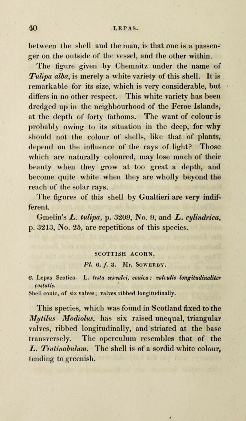 between the shell and the man, is that one is a passen¬ ger on the outside of the vessel, and the other within. The figure given by Chemnitz under the name of Tulipa alba, is merely a white variety of this shell. It is remarkable for its size, which is very considerable, but differs in no other respect. This white variety has been dredged up in the neighbourhood of the Feroe Islands, at the depth of forty fathoms. The want of colour is probably owing to its situation in the deep, for why should not the colour of shells, like that of plants, depend on the influence of the rays of light? Those which are naturally coloured, may lose much of their beauty when they grow at too great a depth, and become quite white when they are wholly beyond the reach of the solar rays. The figures of this shell by Gualtieri are very indif¬ ferent. Gmelin’s L. tulipa, p. 3209, No. 9, and L. cylindrica, p. 3213, No. 25, are repetitions of this species. SCOTTISH ACORN, PI. 6. /. 3. Mr. SowERBY. e. Lepas Scotica. L. testa sexvalvi, conica; valvulis longitudinaliter costati^. Shell conic, of six valves; vajves ribbed longitudinally. This species, which was found in Scotland fixed to the Mytilus Modiolus, has six raised unequal, triangular valves, ribbed longitudinally, and striated at the base transversely. The operculum resembles that of the L. Tintinabulum. The shell is of a sordid white colour, tending to greenish.