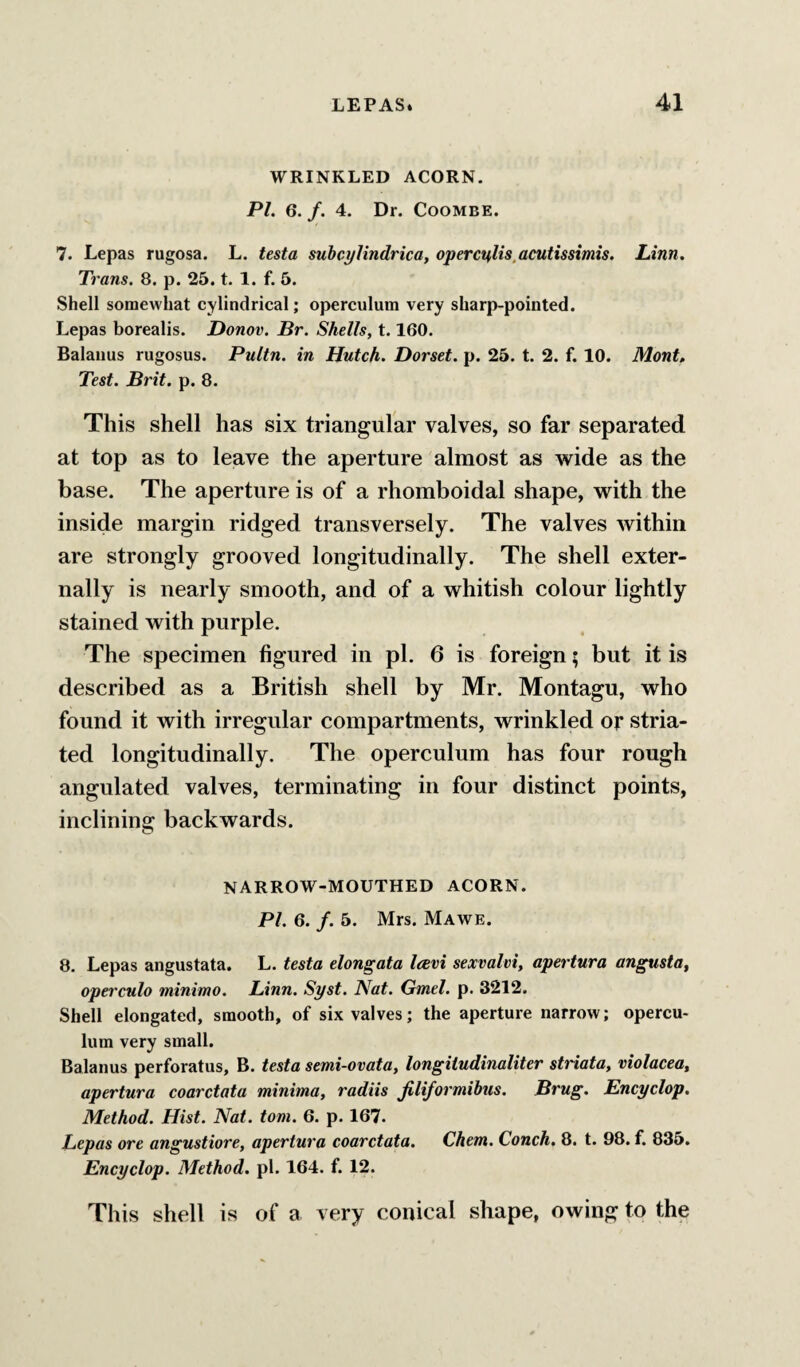 WRINKLED ACORN. PL 6. /. 4. Dr. CooMBE. 7. Lepas rugosa. L. testa suhcylindrica, operculis,acutissimis. Linn. Trans. 8. p. 25. t. 1. f. 5. Shell somewhat cylindrical; operculum very sharp-pointed. Lepas borealis. Donov. Br. Shells, 1.160. Balanus rugosus. Pultn. in Hutch. Dorset, p. 25. t. 2. f. 10. Mont, Test. Brit. p. 8. This shell has six triangular valves, so far separated at top as to leave the aperture almost as vride as the base. The aperture is of a rhomboidal shape, with the inside margin ridged transversely. The valves within are strongly grooved longitudinally. The shell exter¬ nally is nearly smooth, and of a whitish colour lightly stained with purple. The specimen figured in pi. 6 is foreign; but it is described as a British shell by Mr. Montagu, who found it with irregular compartments, wrinkled or stria¬ ted longitudinally. The operculum has four rough angulated valves, terminating in four distinct points, inclining backwards. NARROW-MOUTHED ACORN. PI. 6. /. 5. Mrs. Mawe. 8. Lepas angustata. L. testa elongata l<evi sexvalvi, apertura angusta, operculo minimo. Linn. Syst. Nat. Gmel. p. 3212. Shell elongated, smooth, of six valves; the aperture narrow; opercu¬ lum very small. Balanus perforatus, B. testa semi-ovata, longiiudinaliter striata, violacea, apertura coarctata minima, radiis jiliformihus. Brug. Encyclop. Method. Hist. Nat. tom. 6. p. 167. Lepas ore angustiore, apertura coarctata. Chem. Conch. 8. t. 98. f. 835. Encyclop. Method, pi. 164. f. 12. This shell is of a very conical shape, owing to the