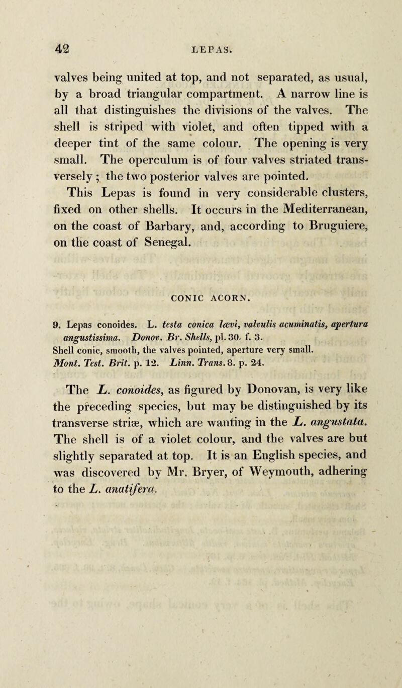 valves being united at top, and not separated, as usual, by a broad triangular compartment. A narrow line is all that distinguishes the divisions of the valves. The shell is striped with violet, and often tipped with a deeper tint of the same colour. The opening is very small. The operculum is of four valves striated trans¬ versely ; the two posterior valves are pointed. This Lepas is found in very considerable clusters, fixed on other shells. It occurs in the Mediterranean, on the coast of Barbary, and, according to Bruguiere, on the coast of Senegal. CONIC ACORN. 9. Lepas conoides. L. testa conica Icevi, valvulis acuminatisy apertura angustissima. Donov. Br. Shells, pi. 30, f. 3. Shell conic, smooth, the valves pointed, aperture very small. Mont. Test. Brit. p. 12. Linn. Trans. 8. p. 24. The L. conoideSy as figured by Donovan, is very like the preceding species, but may be distinguished by its transverse striae, which are wanting in the i. angustata. The shell is of a violet colour, and the valves are but slightly separated at top. It is an English species, and was discovered by Mr. Bryer, of Weymouth, adhering to the L. anatifera.