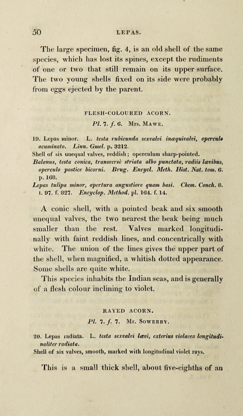 The large specimen, fig. 4, is an old shell of the same species, which has lost its spines, except the rudiments of one or two that still remain on its upper surface. The two young shells fixed on its side were probably from eggs ejected by the parent. FLESH-COLOURED ACORN. PL 7. /. 6. Mrs. Mawe. 19. Lepas minor. L. testa ruhicunda sexvalvi intxquivalvi, opercuh acuminato. Linn. Gmel. p. 3212. Shell of six unequal valves, reddish; operculum sharp-pointed. Balanns, testa conica, transverse striata albo punctata, radiis Icevibus, operculo postice bicorni. Brug. Encycl, Met/i. Hist. Nat. tom. 6. p. 168. Lepas tulipa minor, apertura angustioi'e quam basi. Chem. Conch. 8. i. 97. f. 827. Encyclop. Method, pi. 164. f. 14. A conic shell, with a pointed beak and six smooth unequal valves, the two nearest the beak being much smaller than the rest. Valves marked longitudi¬ nally with faint reddish lines, and concentrically with white. The union of the lines gives the upper part of the shell, when magnified, a whitish dotted appearance. Some shells are quite white. This species inhabits the Indian seas, and is generally of a flesh colour inclining to violet. RAYED ACORN. PI. 7. /. 7. Mr. Sower BY. 20. Lepas ladiata. L. testa sexvalvi leevi, exterius violacea longitudu naliter radiata. Shell of six valves, smooth, marked with longitudinal violet rays. This is a small thick shell, about five-eighths of an