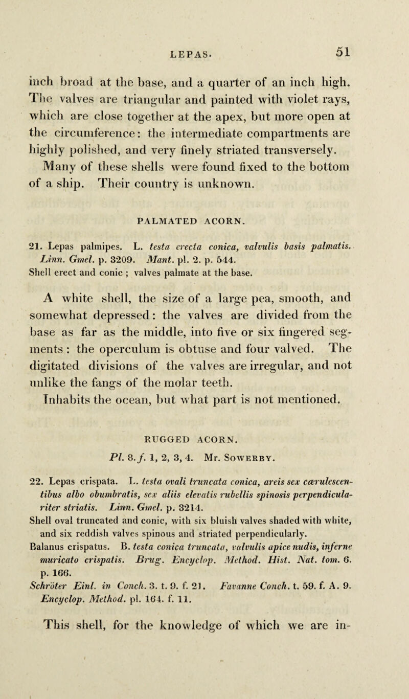 inch broad at the base, and a quarter of an inch high. The valves are triangular and painted with violet rays, which are close together at the apex, but more open at the circumference: the intermediate compartments are highly polished, and very finely striated transversely. Many of these shells were found fixed to the bottom of a ship. Their country is unknown. PALMATED ACORN. 21. Lepas palmipes. L. testa erecta conica, valvulis basis palmatis. Linn. Gmel. p. 3209. Mant. pi. 2. p. 544. Shell erect and conic ; valves palmate at the base. A white shell, the size of a large pea, smooth, and somewhat depressed: the valves are divided from the base as far as the middle, into five or six fingered seg¬ ments : the operculum is obtuse and four valved. The digitated divisions of the valves are irregular, and not unlike the fangs of the molar teeth. Tnhabits the ocean, but what part is not mentioned. RUGGED ACORN. PI. 8.f. 1, 2, 3, 4. Mr. Sowerby. 22. Lepas crispata. L. testa ovali truncata conica, areis sex ceerulescen- tibus albo obumbratis, sex aliis elevatis rubellis spinosis perpendicula- riter striatis. Linn. Gmel. p. 3214. Shell oval truncated and conic, with six bluish valves shaded with white, and six reddish valves spinous and striated perpendicularly. Balanus crispatus. B. testa conica truncata, valvulis apice nudis, inferne muricato crispatis. Brug. Encyclop. Method. Hist. Nat. tom. 6. p. 16G. Schroter Einl. in Conch. 3. t. 9. f. 21. Favanne Conch, t. 59. f. A. 9. Encyclop. Method, pi. 164. f. 11. This shell, for the knowledge of which we are in- i