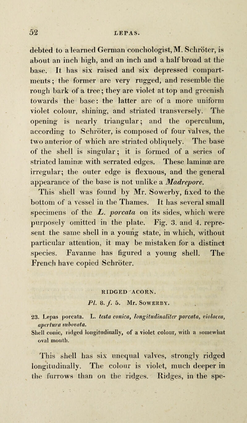debted to a learned German conchologist,M. Schrbter, is about an inch high, and an inch and a half broad at the base. It has six raised and six depressed compart¬ ments ; the former are very rugged, and resemble the rough bark of a tree; they are violet at top and greenish towards the base: the latter are of a more uniform violet colour, shining, and striated transversely. The opening is nearly triangular; and the operculum, according to Schroter, is composed of four valves, the two anterior of which are striated obliquely. The base of the shell is singular; it is formed of a series of striated laminae with serrated edges. These laminae are irregular; the outer edge is flexuous, and the general appearance of the base is not unlike a Madrepore. This shell was found by Mr. SoAverby, fixed to the bottom of a A^essei in the Thames. It has several small specimens of the L. porcata on its sides, Avhich Avere purposely omitted in the plate. Fig. 3. and 4. repre¬ sent the same shell in a young state, in which, without particular attention, it may be mistaken for a distinct species. Favanne has figured a young shell. The French have copied Schroter. RIDGED ACORN. PI. 8. /. 5. Mr. SoAVERBY. 23. Lepas porcata. L. testa conica, longitiidinaliter porcata, violacea, apertura subovata. Shell conic, ridged longitudinally, of a violet colour, with a somewhat oval mouth. This shell has six unequal vah^es, strongly ridged longitudinally. The colour is violet, much deeper in the furrows than on the ridges. Ridges, in the spe-