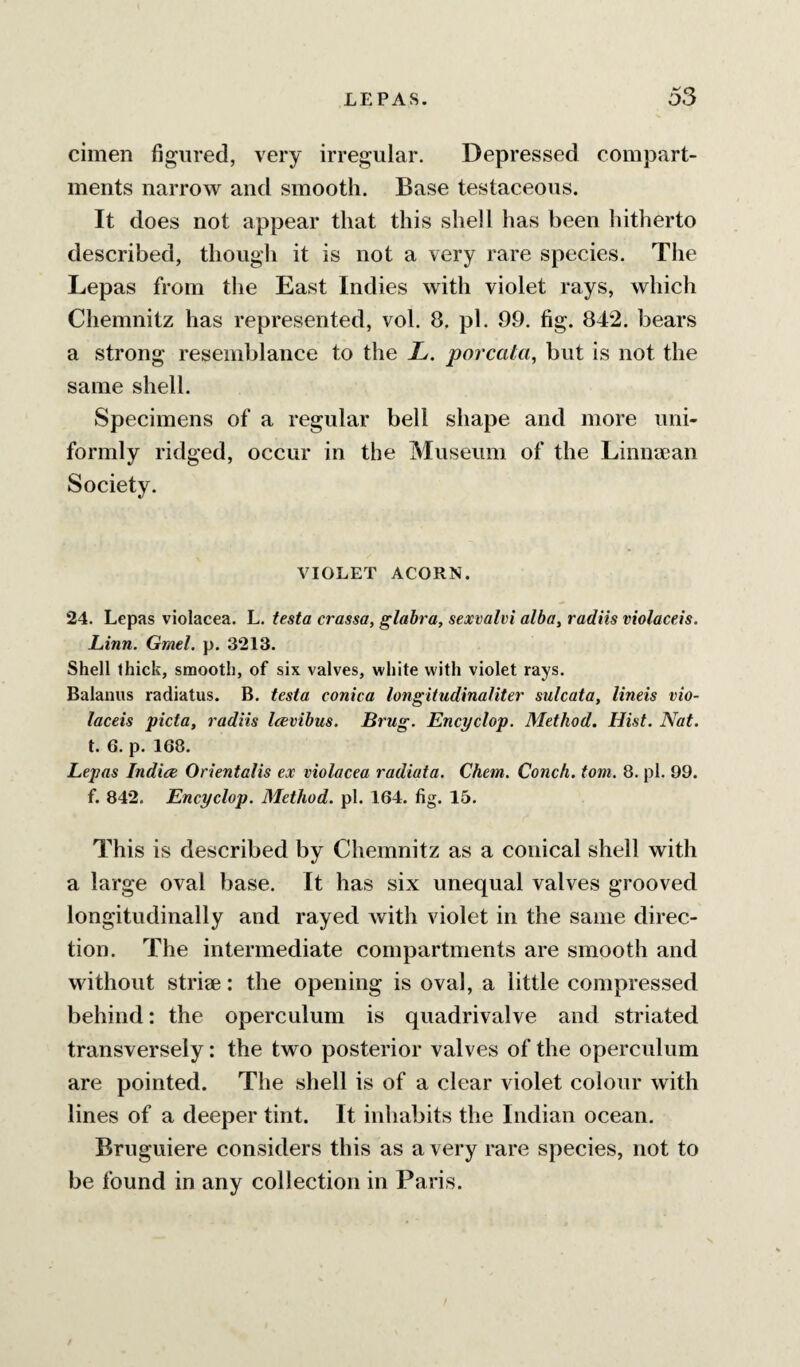 cimen figured, very irregular. Depressed compart¬ ments narrow and smooth. Base testaceous. It does not appear that this shell has been hitherto described, though it is not a very rare species. The Lepas from the East Indies with violet rays, which Chemnitz has represented, vol. 8. pi. 99. fig. 842. bears a strong resemblance to the L. porcata, but is not the same shell. Specimens of a regular bell shape and more uni¬ formly ridged, occur in the Museum of the Linnasan Society. VIOLET ACORN. 24. Lepas violacea. L. testa crassa, glabra, sexvalvi alba, radiis violaceis. Linn. Gmel. p. 3213. Shell thick, smooth, of six valves, white with violet rays. Balauus radiatus. B. testa conica longitudinaliter sulcata, lineis vio¬ laceis picta, radiis Icevibus. Brug. Encyclop. Method. Hist. Nat. t. 6. p. 168. Lepas Indice Orientalis ex violacea radiata. Chem. Conch, tom. 8. pi. 99. f. 842. Encyclop. Method, pi. 164. fig. 15. This is described by Chemnitz as a conical shell with a large oval base. It has six unequal valves grooved longitudinally and rayed with violet in the same direc¬ tion. The intermediate compartments are smooth and without striae: the opening is oval, a little compressed behind: the operculum is quadrivalve and striated transversely: the two posterior valves of the operculum are pointed. The shell is of a clear violet colour with lines of a deeper tint. It inhabits the Indian ocean. Bruguiere considers this as a very rare species, not to be found in any collection in Paris.