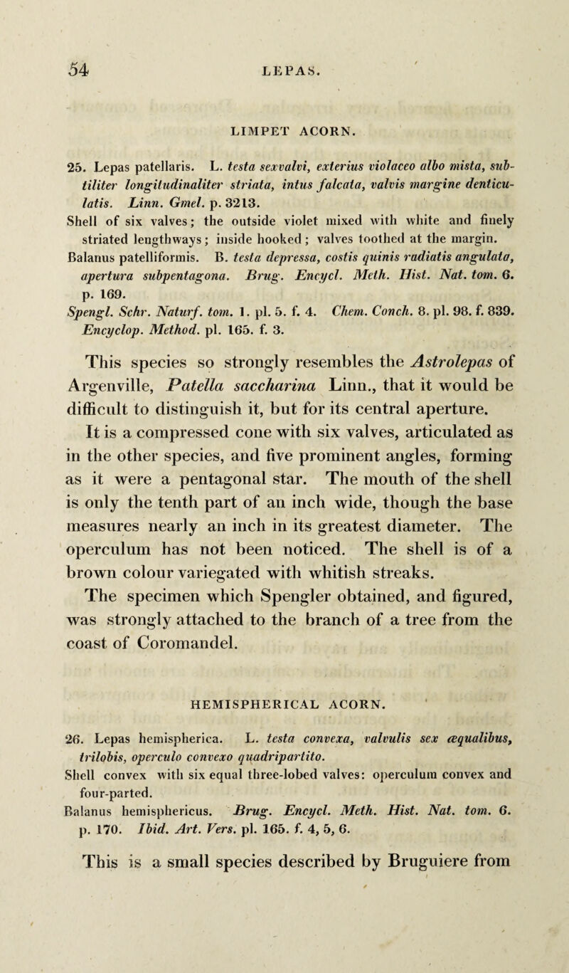 LIMPET ACORN. 25. Lepas patellaris. L. testa sexvalvi, exterius violaceo albo mista, sub- tiliter longitudinaliter striata, intus falcata, valvis margine denticu- latis. Linn. Gmel. p. 3213. Shell of six valves; the outside violet mixed with white and finely striated lengthways; inside hooked ; valves toothed at the margin. Balanus patelliformis. B. testa depressa, costis quinis radiatis angulata, apertiira subpentagona. Brug. Encycl. Meth. Hist. Nat. tom. 6. p. 169. Spengl. Schr. Naturf. tom. 1. pi. 5. f. 4. Chem. Conch. 8. pi. 98. f. 839. Encyclop. Method, pi. 165. f. 3. This species so strongly resembles the Astrolepas of Argeiiville, Patella saccharina Linn., that it would be difficult to distinguish it, but for its central aperture. It is a compressed cone with six valves, articulated as in the other species, and five prominent angles, forming as it were a pentagonal star. The mouth of the shell is only the tenth part of an inch wide, though the base measures nearly an inch in its greatest diameter. The operculum has not been noticed. The shell is of a brown colour variegated with whitish streaks. The specimen which Spengler obtained, and figured, was strongly attached to the branch of a tree from the coast of Coromandel. HEMISPHERICAL ACORN. 26. Lepas hemispherica. L. testa convexa, mlvulis sex cequalibus, trilobis, operculo convexo quadripartiio. Shell convex with six equal three-lobed valves; operculum convex and four-parted. Balanus hemisphericus. Brug. Encycl. Meth. Hist. Nat. tom. 6. p. 170. Ibid. Art. Vers. pi. 165. f. 4, 5, 6. This is a small species described by Bruguiere from