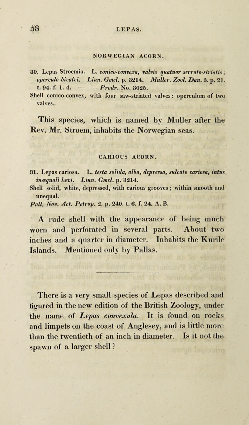 NORWEGIAN ACORN. 30. Lepas Stroemia. L. conico-convexa, valvis quatuor serrato-slriatis; operculo bivalvi. Linn. Gmel. p. 3214. Muller. Zool. Dan. 3. p. 21. t. 94. f. 1. 4. --Prodr. No. 3025. Shell conico-convex, with four saw-striated valves: operculum of two valves. This species, which is named by Muller after the Rev. Mr. Stroem, inhabits the Norwegian seas. CARIOUS ACORN. 31. Lepas cariosa. L. testa solida, alba, depressa, sulcato cariosa, intus incequali Icevi. Linn. Gmel. p. 3214. Shell solid, white, depressed, with carious grooves; within smooth and unequal. Pall. Nov. Act. Petrop. 2. p. 240. t. 6. f. 24. A. B. A rude shell with the appearance of being much worn and perforated in several parts. About two inches and a quarter in diameter. Inhabits the Kurile Islands. Mentioned only by Pallas. There is a very small species of Lepas described and figured in the new edition of the British Zoology, under the name of Lepas convexula. It is found on rocks and limpets on the coast of Anglesey, and is little more than the twentieth of an inch in diameter. Is it not the spawn of a larger shell ?