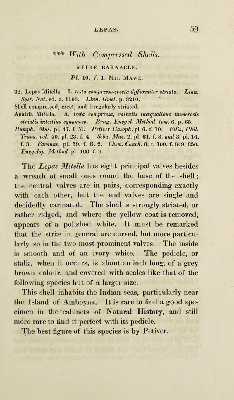 JYiiJi Compressed Shells. MITRE BARNACLE. PI. 10. /. 1. Mrs. Mawe. 32. Lepas Mitella. L. testa compresso-erecta difformiter striata. Linn. Syst. Nat. ed. p. 1108. Linn. Gmel, p. 3210. Shell compressed, erect, and irregularly striated. Anatifa Mitella. A. testa compressa, valvulis ineequalibus numerosis striatis intestino squamosa. JBrug. Encycl. Method, tom. 6. p. 65. Rumph. Mus. pi. 47. f. M. Petiver Gazoph. pi, 6. f. 10. Ellis, Phil. Trans, vol. 50. pi. 23. f. 4. Seha. Mus. 2. pi. 61. f. 8. and 3. pi. 16. f. 3. Favanne, pi. 59. f. B. 2. Chem. Conch. 8. t. 100. f. 849, 850. Encyclop. Method, pi. 166. f. 9. The Lepas Mitella has eight principal valves besides a wreath of small ones round the base of the shell: the central valves are in pairs, corresponding exactly with each other, but the end valves are single and decidedly carinated. The shell is strongly striated, or rather ridged, and where the yellow coat is removed, appears of a polished white. It must be remarked that the striae in general are curved, but more particu¬ larly so in the two most prominent valves. The inside is smooth and of an ivory white. The pedicle, or stalk, when it occurs, is about an inch long, of a grey brown colour, and covered with scales like that of the following species but of a larger size. This shell inhabits the Indian seas, particularly near the Island of Amboyna. It is rare to find a good spe¬ cimen in the 'cabinets of Natural History, and still more rare to find it perfect with its pedicle. The best figure of this species is by Petiver.