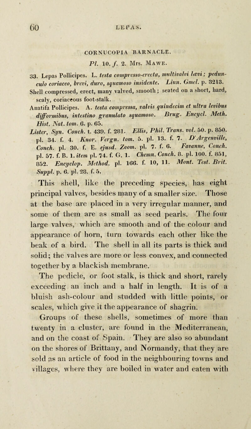 CORNUCOPIA BARNACLE. PL 10. /. 2. Mrs. Mawe. 33, Lepas Pollicipes. L. testa comprcsso-erecta, multivalvi leevi; pedun- culo coriaceo, brevi, duro, squamoso insidente. Linn. Gmel. p. 3213. Shell compressed, erect, many valved, smooth; seated on a short, hard, scaly, coriaceous foot-stalk. Anatifa Pollicipes. A. testa compressa, valvis quindecim et ultra levibus difformihus, intestino granulato squamoso. JBrug. Encpcl. Meth. Hist, Nat. tom. 6. p. 65. Lister, Spn. Conch, t. 439. f. 281. Ellis, Phil. Trans, vol. 50. p. 850. pi. 34. f. 4. Knor. Vergn. tom. 5. pi. 13. f. 7. B'Argenville, Conch, pi. 30. f. E. ejusd. Zoom. pi. 7. f- 6. Favanne, Conch. pi. 57. f. B. 1. item pi. 74. f. G. 1. Chemn. Conch. 8. pi. 100. f. 851, 852, Encyclop. Method, pi. 166. f. 10, 11. Mont. Test. Brit, Suppl. p. 6. pi, 28. f. 5. This shell, like the preceding species, has eight principal valves, besides many of a smaller size. Those at the base are placed in a very irregular manner, and some of them are as small as seed pearls. The four large valves, which are smooth and of the colour and appearance of horn, turn towards each other like the beak of a bird. The shell in all its parts is thick and solid; the valves are more or less convex, and connected together by a blackish membrane. The pedicle, or foot stalk, is thick and short, rarely exceeding an inch and a half in length. It is of a bluish ash-colour and studded with little points, or scales, which give it the appearance of shagrin. Groups of these shells, sometimes of more than twenty in a cluster, are found in the Mediterranean, and on the coast of Spain. They are also so abundant on the shores of Brittany, and Normandy, that they are sold 9S an article of food in the neighbouring towns and villages, where they are boiled in water and eaten with