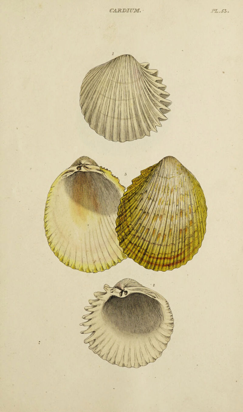 €AMmUM, • .PZ..f3o