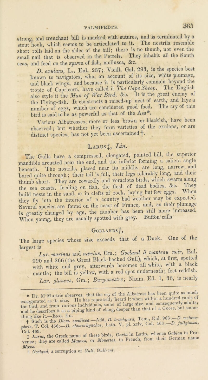 strong, and trenchant bill is marked with sutures, and is terminated by a stout hook, which seems to be articulated to it. The nostrils resemble short rolls laid on the sides of the bill; there is no thumb, not even the small nail that is observed in the Petrels. They inhabit all the Soutli seas, and feed on the spawn of fish, mollusca, &c. D. exulans, L., Enl. 237; Vieill. Gal. 293, is the species best known to navigators, who, on account of its size, white plumage, and black wings, and because it is particularly common beyond the tropic of Capricorn, have called it I he Cape Sheep. The English also style it the Man of War Bird, &c. It is the great enemy of the Flying-fish. It constructs a raised-up nest of earth, and lays a number of eggs, which are considered good food. The cry of this bird is said to be as powerful as that of the Ass*. Various Albatrosses, more or less brown or blackish, have been observed; but whether they form varieties of the exulans, or are distinct species, has not yet been ascertained^ . LarusJ, Lin. The Gulls have a compressed, elongated, pointed bill, the superior mandible arcuated near the end, and the inferior forming a salient angle beneath. The nostrils, placed near its middle, are long, narrow, and bored quite through; their tail is full, their legs tolerably long, and then- thumb short. They are cowardly and voracious birds, which swarm along the sea coasts, feeding on fish, the flesh of dead bodies, &c. They build nests in the sand, or in clefts of rock, laying but few eggs. When they fly into the interior of a country bad weather may be. expected. Several species are found on the coast of France, and, as their plumage is greatly changed by age, the number has been still more increased. When young, they are usually spotted with grey. Buffon calls Goelands||, The large species whose size exceeds that of a Duck. One of the largest is Lar. marinus and ncevius, Gm.; Goeland a manteau noil, Enl. 990 and 266 (the Great Black-backed Gull), which, at first, spotted with white and grey, afterwards becomes all white, with a black mantle; the bill is yellow, with a red spot underneath; feet reddish. Lar. cjlaucus, Gm.; Burgomestre; Naum. Ed. I, 36, is nearly * Dr M'Murtrie observes, that the cry of the Albatross has been quite as m c exaggerated as its size. He has repeatedly heard it when within a hundred yards of the bird and from various individuals, some of large size, and consequently adults, Ina t de“ribe”Tt as a piping kind of clang, deeper than that of a Goose, but some- phris, T. Col. 45G;—D. chlororliynchos, Lath. V, pi. xciv, Col. KnS, -Jo- ’ (:°t Lanes the Greek name of these birds, Gavia in Latin, whence GaUan in Pro- venceMhey are called Ma«ve., or Mo„««, in French, from then German name Mceve. || Goeland, a corruption of Gull, Gull-cnt.