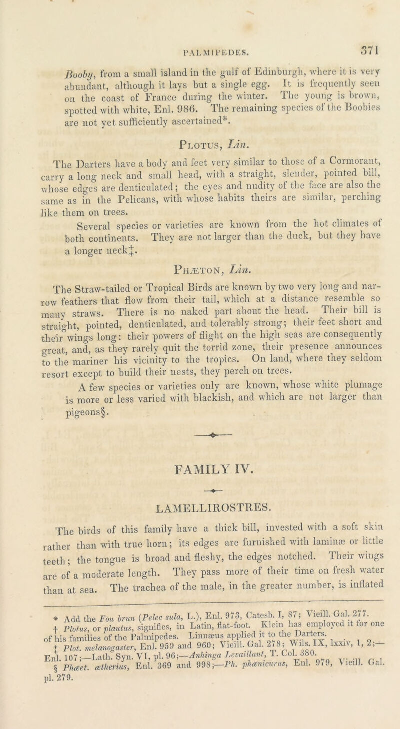 l’ALM I I’KDES. Booby, from a small island in the gulf of Edinburgh, where it is very abundant, although it lays but a single egg. It is frequently seen on the coast of France during the winter. The young is brown, spotted with white, Enl. 986. The remaining species of the Boobies are not yet sufficiently ascertained* * * §. Plotus, Lin. The Darters have a body and feet very similar to those of a Cormorant, carry a long neck and small head, with a straight, slender, pointed bill, whose edges are denticulated; the eyes and nudity of the face are also the same as in the Pelicans, with whose habits theirs are similar, perching like them on trees. Several species or varieties are known from the hot climates of both continents. They are not larger than the duck, but they have a longer neckj. PiLETON, Lin. The Straw-tailed or Tropical Birds are known by two very long and nar- row feathers that flow from their tail, which at a distance resemble so many straws. There is no naked part about the head. Their bill is straight, pointed, denticulated, and tolerably strong; their feet short and their*wings long: their powers of flight on the high seas are consequently o-reat, and, as they rarely quit the torrid zone, their presence announces to the mariner his vicinity to the tropics. On land, where they seldom resort except to build their nests, they perch on trees. A few species or varieties only are known, whose white plumage is more or less varied with blackish, and which are not larger than pigeons§. FAMILY IV. —♦— LAMELLIROSTRES. The birds of this family have a thick bill, invested with a soft skin rather than with true horn; its edges are furnished with laminae or little teeth; the tongue is broad and fleshy, the edges notched. Their wings are of a moderate length. They pass more of their time on fresh water than at sea. The trachea of the male, in the greater number, is inflated * Add the Fou brun (Pelec sula, L.), Enl. 973, Catesb. I, 87; \ leill. Gal. 2/ /. + Plotus, or plautus, signifies, in Latin, flat-foot Klein lias employed it for one of his families of the Palmipedes. Linnaeus applied it to the Darters. ♦ Plot, melanogaster, Enl. 959 and 960; Vieill. Gal. 2i 8; lls. 1X, lxxiv, 1,2, Enl. 107;—Lath. Syn. VI, pi. 96-,—Anhinga LevaiUant, T. Col 380 § Plueet. cetherius, Enl. 369 and 998;—Ph. phamcurus, Enl. 9/9, \ leill. Gal. pi. 279.