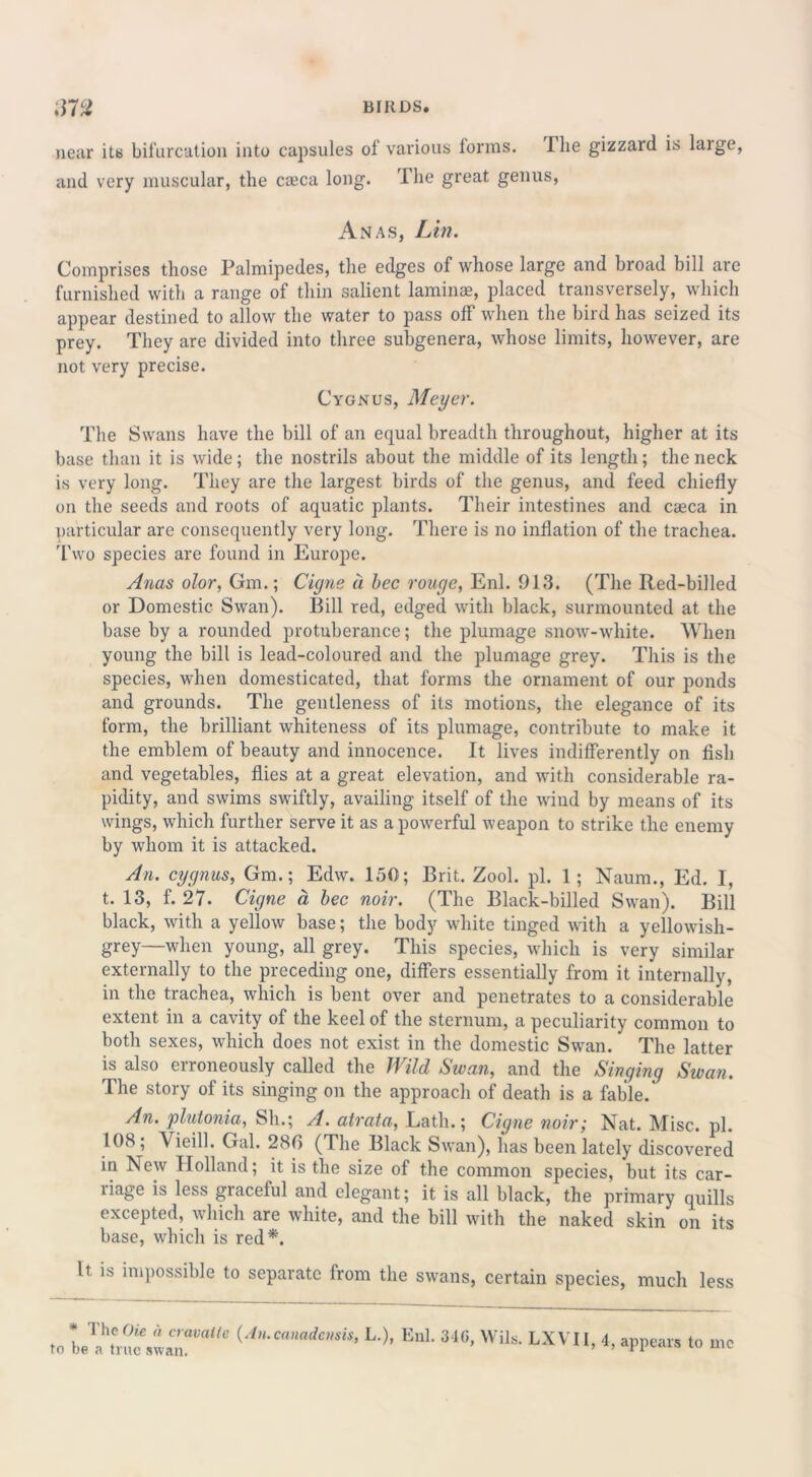 near its bifurcation into capsules of various forms. I he gizzard is large, and very muscular, the caeca long. The great genus, Anas, Lin. Comprises those Palmipedes, the edges of whose large and broad bill are furnished with a range of thin salient laminae, placed transversely, which appear destined to allow the water to pass off when the bird has seized its prey. They are divided into three subgenera, whose limits, however, are not very precise. Cygnus, Meyer. The Swans have the bill of an equal breadth throughout, higher at its base than it is wide; the nostrils about the middle of its length; the neck is very long. They are the largest birds of the genus, and feed chiefly on the seeds and roots of aquatic plants. Their intestines and ca^ca in particular are consequently very long. There is no inflation of the trachea. Two species are found in Europe. Anas olor, Gm.; Cigne d bee rouge, Enl. 913. (The Red-billed or Domestic Swan). Bill red, edged with black, surmounted at the base by a rounded protuberance; the plumage snow-white. When young the bill is lead-coloured and the plumage grey. This is the species, when domesticated, that forms the ornament of our ponds and grounds. The gentleness of its motions, the elegance of its form, the brilliant whiteness of its plumage, contribute to make it the emblem of beauty and innocence. It lives indifferently on fish and vegetables, flies at a great elevation, and with considerable ra- pidity, and swims swiftly, availing itself of the wind by means of its wings, which further serve it as a powerful weapon to strike the enemy by whom it is attacked. An. cygnus, Gm.; Edw. 150; Brit. Zool. pi. 1; Naum., Ed. I, t. 13, f. 27. Cigne a bee noir. (The Black-billed Swan). Bill black, with a yellow base; the body white tinged with a yellowish- grey—when young, all grey. This species, which is very similar externally to the preceding one, differs essentially from it internally, in the trachea, which is bent over and penetrates to a considerable extent in a cavity of the keel of the sternum, a peculiarity common to both sexes, which does not exist in the domestic Swan. The latter is also erroneously called the Wild Swan, and the Singing Swan. The story of its singing on the approach of death is a fable. An. plutonia, Sh.; A. atrata, Lath.; Cigne noir; Nat. Misc. pi. 108; Vieill. Gal. 280 (The Black Swan), has been lately discovered in New Holland; it is the size of the common species, but its car- liage is less giacelul and elegant; it is all black, the primary quills excepted, which are white, and the bill with the naked skin on its base, which is red*'. It is impossible to separate from the swans, certain species, much less to L?terucVwanal;a“e {An-C(madensh> L'>> Eul- 346> Wils. LXVII, 4, appears to me