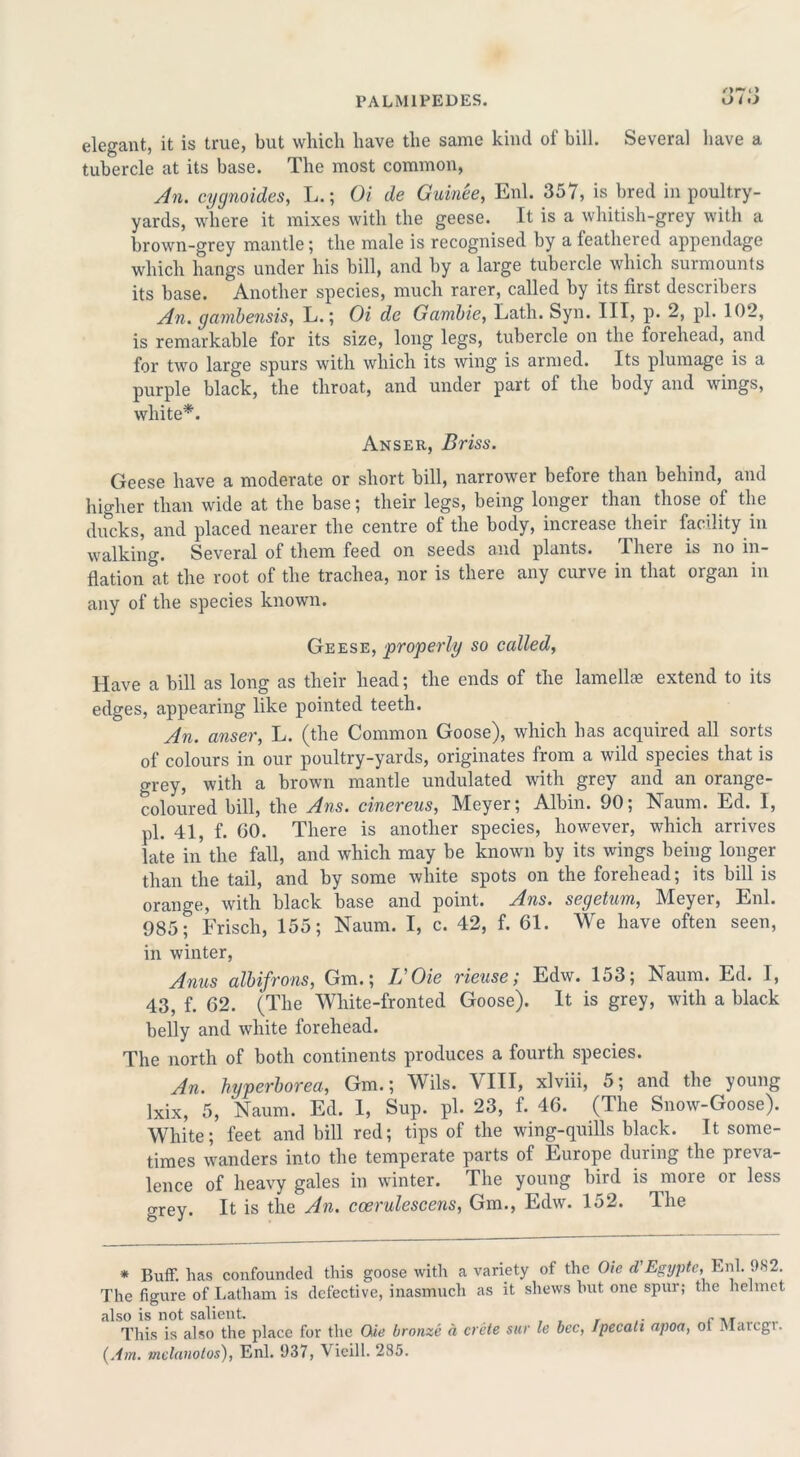 elegant, it is true, but which have the same kind of bill. Several have a tubercle at its base. The most common, An. cygnoides, L.; Oi de Guinee, Enl. 357, is bred in poultry- yards, where it mixes with the geese. It is a whitish-grey with a brown-grey mantle; the male is recognised by a feathered appendage which hangs under his bill, and by a large tubercle which surmounts its base. Another species, much rarer, called by its first describers An. gambensis, L.; Oi de Gamble, Lath. Syn. Ill, p. 2, pi. 102, is remarkable for its size, long legs, tubercle on the foiehead, and for two large spurs with which its wing is armed. Its plumage is a purple black, the throat, and under part of the body and wings, white*. Anser, Briss. Geese have a moderate or short bill, narrower before than behind, and higher than wide at the base; their legs, being longer than those of the ducks, and placed nearer the centre of the body, increase their facility in walking. Several of them feed on seeds and plants. There is no in- flation at the root of the trachea, nor is there any curve in that organ in any of the species known. Geese, properly so called, Have a bill as long as their head; the ends of the lamella? extend to its edges, appearing like pointed teeth. An. anser, L. (the Common Goose), which has acquired all sorts of colours in our poultry-yards, originates from a wild species that is grey, with a brown mantle undulated with grey and an orange- coloured bill, the Ans. cinereus, Meyer; Albin. 90; Naum. Ed. I, pi. 41, f. 60. There is another species, however, which arrives late in the fall, and which may be known by its wings being longer than the tail, and by some white spots on the forehead; its bill is orange, with black base and point. Ans. segetum, Meyer, Enl. 985; Frisch, 155; Naum. I, c. 42, f. 61. We have often seen, in winter, Anus albifrons, Gm.; L’Oie rieuse ,* Edw. 153; Naum. Ed. 1, 43, f. 62. (The White-fronted Goose). It is grey, with a black belly and white forehead. The north of both continents produces a fourth species. An. hyperborea, Gm.; Wils. VIII, xlviii, 5; and the young lxix, 5, Naum. Ed. I, Sup. pi. 23, f. 46. (The Snow-Goose). White; feet and bill red; tips of the wing-quills black. It some- times wanders into the temperate parts of Europe during the preva- lence of heavy gales in winter. The young bird is more or less grey. It is the An. ccerulescens, Gm., Edw. 152. The * Buff, has confounded this goose with a variety of the Oie d'Egyptc,,Enl. 982. The figure of Latham is defective, inasmuch as it shews hut one spur; the helmet also is not salient. ... This is also the place for the Ode bronze a crete sur le bee, Ipecali apoa, ol Marcgr. {Am. melanolos), Enl. 1)37, Vieill. 285.
