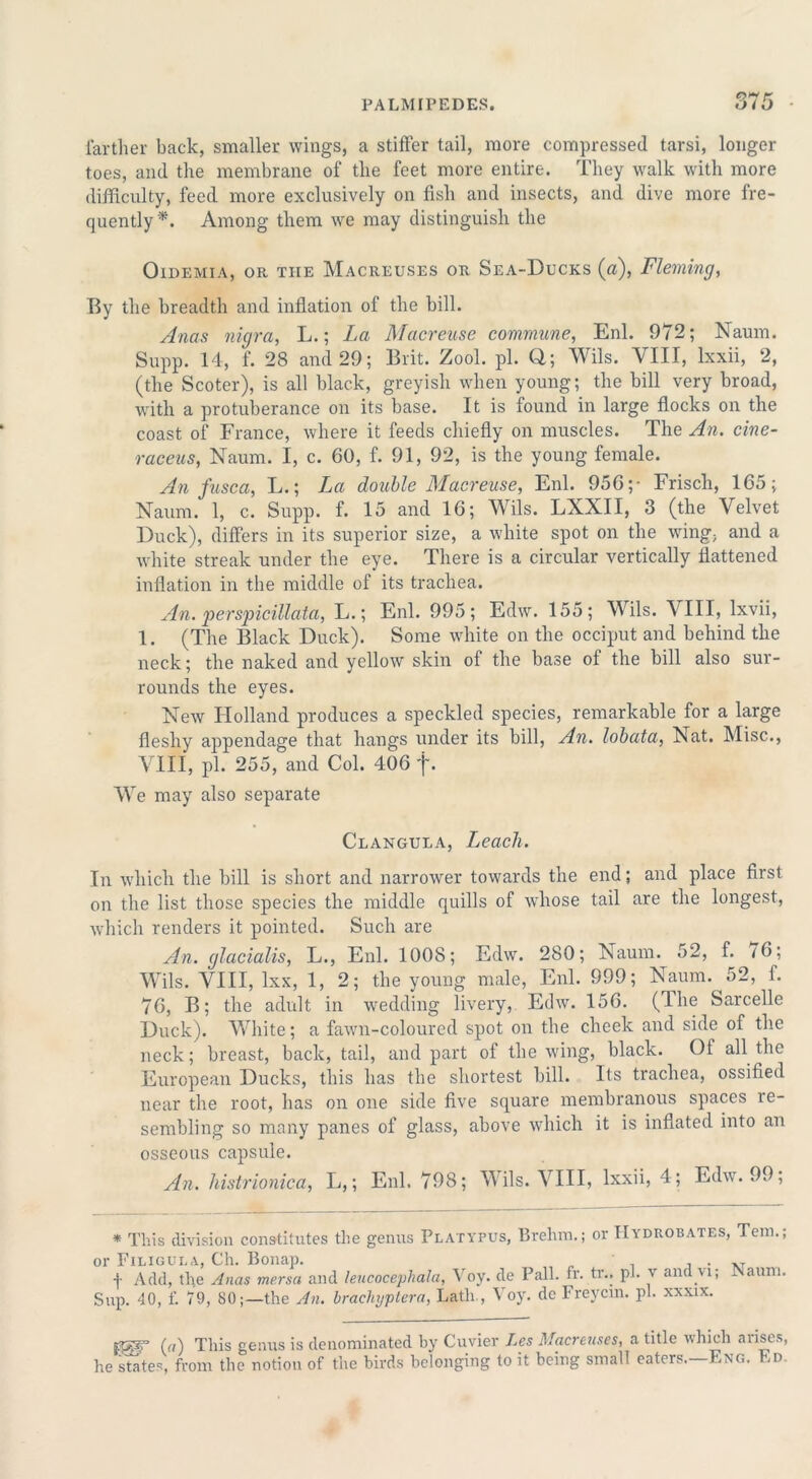 farther back, smaller wings, a stiffer tail, more compressed tarsi, longer toes, and the membrane of the feet more entire. They walk with more difficulty, feed more exclusively on fish and insects, and dive more fre- quently*. Among them we may distinguish the Oidemia, or the Macreuses or Sea-Ducks (a), Fleming, By the breadth and inflation of the bill. Anas nigra, L.; La Macreuse commune, Enl. 972; Naum. Supp. 14, f. 28 and 29; Brit. Zool. pi. Ci; Wils. VIII, lxxii, 2, (the Scoter), is all black, greyish when young; the bill very broad, with a protuberance on its base. It is found in large flocks on the coast of France, where it feeds chiefly on muscles. The An. cine- raceus, Naum. I, c. 60, f. 91, 92, is the young female. An fusca, L.; La double Macreuse, Enl. 956;- Frisch, 165; Naum. 1, c. Supp. f. 15 and 16; Wils. LXXII, 3 (the Velvet Duck), differs in its superior size, a white spot on the wing, and a white streak under the eye. There is a circular vertically flattened inflation in the middle of its trachea. An. perspicillata, L.; Enl. 995; Edw. 155; Wils. VIII, Ixvii, 1. (The Black Duck). Some white on the occiput and behind the neck; the naked and yellow skin of the base of the bill also sur- rounds the eyes. New Holland produces a speckled species, remarkable for a large fleshy appendage that hangs under its bill, An. lobata, Nat. Misc., VIII, pi. 255, and Col. 406 f. We may also separate Clangula, Leach. In which the bill is short and narrower towards the end; and place first on the list those species the middle quills of whose tail are the longest, which renders it pointed. Such are An. glacialis, L., Enl. 1008; Edw. 280; Naum. 52, f. 76; Wils. VIII, lxx, 1, 2; the young male, Enl. 999; Naum. 52, f. 76, B; the adult in wedding livery, Edw. 156. (4he Sarcelle Duck). White; a fawn-coloured spot on the cheek and side of the neck; breast, back, tail, and part of the wing, black. 01 all the European Ducks, this has the shortest bill. Its trachea, ossified near the root, has on one side five square membranous spaces re- sembling so many panes of glass, above which it is inflated into an osseous capsule. An. histrionica, L,; Enl. 798; Wils. VIII, lxxii, 4; Edw. 99; * This division constitutes the genus Platypus, Brelim.; or Hydrobates, Tern. or Filigula, Ch. Bonap. , . ,T f Add, the Anas mersa and leucocephala, Voy. de Pall. fr. tr.. pi. v and vi; Naum Sup. 40, f. 79, 80;—the An. brachyptera, Lath., Voy. dc Freycm. pi. xxxix. K5f?T (a) This genus is denominated by Cuvier Les Macreuses, a title which arises, he states, from the notion of the birds belonging to it being small eaters. F.ng. Ed.