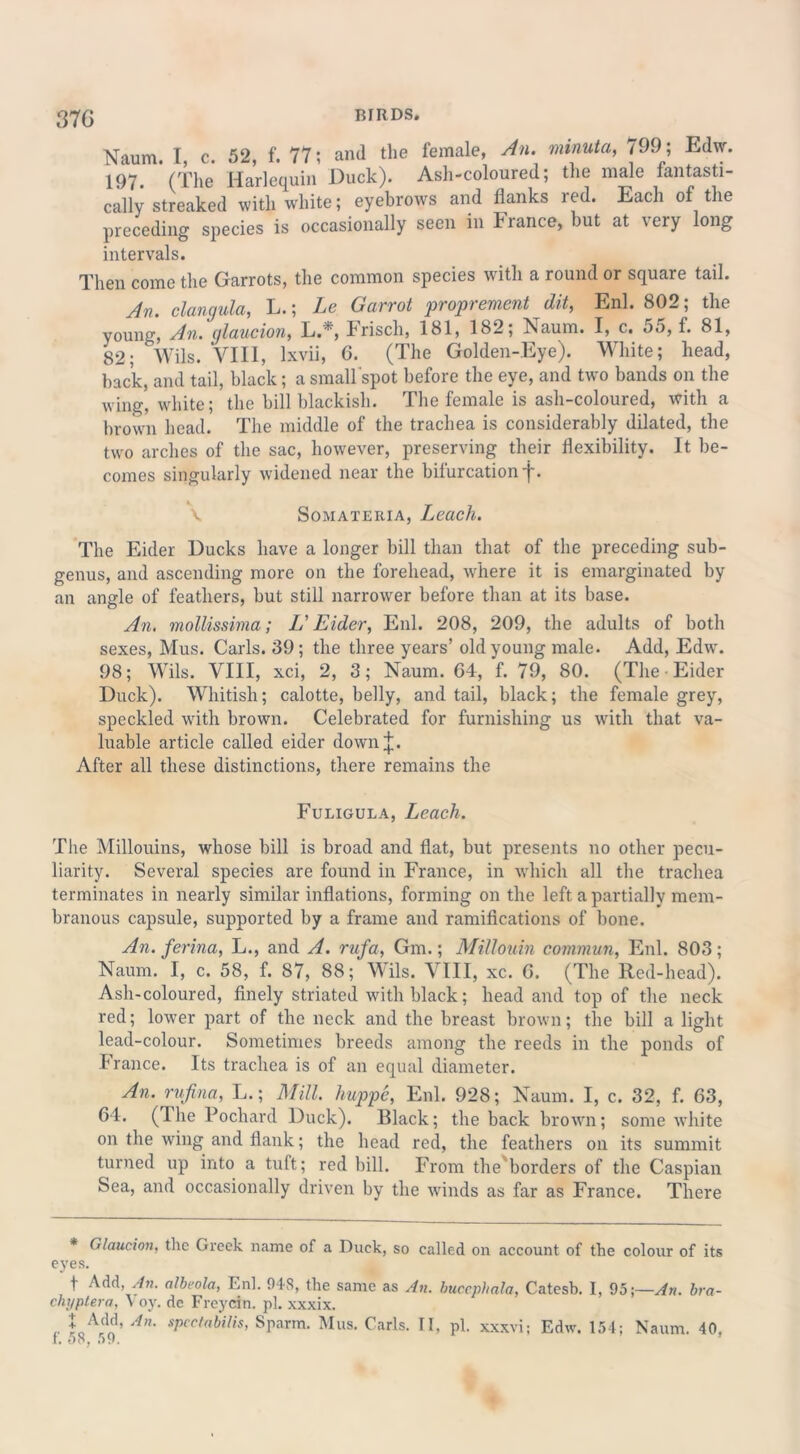 37 G Nauru. I, c. 52, f. 77; and the female, An. minuta, 799; Edw. 197. (The Harlequin Duck). Ash-coloured; the male fantasti- cally streaked with white; eyebrows and flanks red. Each of the preceding species is occasionally seen in France, but at very long intervals. Then come the Garrots, the common species with a round or square tail. An. clangula, L.; Le Garrot proprement dit, Enl. 802; the young, An.'glaucion, L.*, Frisch, 181, 182; Naum. I, c. 55, f. 81, 82; Wils. 'VIII, lxvii, 6. (The Golden-Eye). White; head, back, and tail, black; a small spot before the eye, and two bands on the wing, white; the bill blackish. The female is ash-coloured, with a brown head. The middle of the trachea is considerably dilated, the two arches of the sac, however, preserving their flexibility. It be- comes singularly widened near the bifurcation ■j'. \ Somateria, Leach. The Eider Ducks have a longer bill than that of the preceding sub- genus, and ascending more on the forehead, where it is emarginated by an angle of feathers, but still narrower before than at its base. An. mollissima; L' Eider, Enl. 208, 209, the adults of both sexes, Mus. Carls. 39; the three years’ old young male. Add, Edw. 98; Wils. VIII, xci, 2, 3; Naum. 04, f. 79, 80. (The • Eider Duck). Whitish; calotte, belly, and tail, black; the female grey, speckled writh brown. Celebrated for furnishing us with that va- luable article called eider downj. After all these distinctions, there remains the Fuligula, Leach. The Millouins, whose bill is broad and flat, but presents no other pecu- liarity. Several species are found in France, in which all the trachea terminates in nearly similar inflations, forming on the left a partially mem- branous capsule, supported by a frame and ramifications of bone. An. ferina, L., and A. rufa, Gm.; Millouin commun, Enl. 803; Naum. I, c. 58, f. 87, 88; Wils. VIII, xc. 0. (The Red-head). Ash-coloured, finely striated with black; head and top of the neck red; lower part of the neck and the breast brown; the bill a light lead-colour. Sometimes breeds among the reeds in the ponds of France. Its trachea is of an equal diameter. An. rufina, L.; Mill, huppe, Enl. 928; Naum. I, c. 32, f. 63, 64. (lhe Pochard Duck). Black; the back brown; some white on the wing and flank; the head red, the feathers on its summit turned up into a tuft; red bill. From the borders of the Caspian Sea, and occasionally driven by the winds as far as France. There * Glaucion, the Greek name of a Duck, so called on account of the colour of its eyes. f Add, An. albeola, Enl. 948, the same as An. chyptera, Voy. de Freycin. pi. xxxix. J Add, An. spcctabilis, Sparm. Mus. Carls. II f. 58, 59. bucephala, Catesb. I, 95;—An. bra- , pi. xxxvi; Edw. 154; Naum. 40,