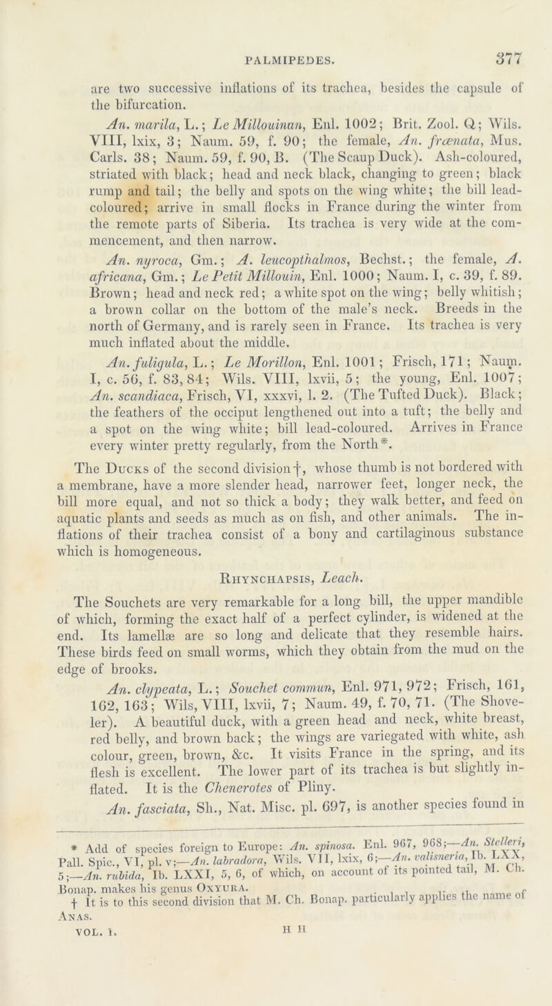 are two successive inflations of its trachea, besides the capsule of the bifurcation. An. marila, L.; Le Millouinan, Enl. 1002; Brit. Zool. Q,; Wils. VIII, lxix, 3; Naum. 50, f. 00; the female, An. frcenata, Mus. Carls. 38; Naum. 50, f. 00, B. (The Scaup Duck). Ash-coloured, striated with black; head and neck black, changing to green; black rump and tail; the belly and spots on the wing white; the bill lead- coloured; arrive in small flocks in France during the winter from the remote parts of Siberia. Its trachea is very wide at the com- mencement, and then narrow. An. nyroca, Gm.; A. leucopthalmos, Bechst.; the female, A. africana, Gm.; Le Petit Millouin, Enl. 1000; Naum. I, c. 30, f. 80. Brown; head and neck red; a white spot on the wing; belly whitish; a brown collar on the bottom of the male’s neck. Breeds in the north of Germany, and is rarely seen in France. Its trachea is very much inflated about the middle. An. fuligula, L.; Le Morillon, Enl. 1001 ; Frisch, 171; Naum. I, c. 50, f. 83,84; Wils. VIII, lxvii, 5; the young, Enl. 1007; An. scandiaca, Frisch, VI, xxxvi, 1. 2. (The Tufted Duck). Black; the feathers of the occiput lengthened out into a tuft; the belly and a spot on the wing white; bill lead-coloured. Arrives in France every winter pretty regularly, from the North *. The Ducks of the second division i, whose thumb is not bordered with a membrane, have a more slender head, narrower feet, longer neck, the bill more equal, and not so thick a body; they walk better, and feed on aquatic plants and seeds as much as on fish, and other animals. The in- flations of their trachea consist of a bony and cartilaginous substance which is homogeneous. Riiynciiapsis, Leach. The Souchets are very remarkable for a long bill, the upper mandible of which, forming the exact half of a perfect cylinder, is widened at the end. Its lamellae are so long and delicate that they resemble hairs. These birds feed on small worms, which they obtain from the mud on the edge of brooks. An. clypeata, L.; Souchet commun, Enl. 971, 972; Frisch, 161, 1G2, 163; Wils, VIII, lxvii, 7; Naum. 49, f. 70, 71. (The Shove- ler). A beautiful duck, with a green head and neck, white breast, red belly, and brown back; the wings are variegated with white, ash colour, green, brown, &c. It. visits France in the spring, and its flesh is excellent. The lower part of its trachea is but slightly in- flated. It is the Chenerotes of Pliny. An. fasciata, Sli., Nat. Misc. pi. 697, is another species found in * Add of species foreign to Europe: An. spinosa. Enl. 967, 96S ■,—An.Stcllen, Pall. Spic., Vi; pi. v;—An. labradora, Wils. VII, lxix, 6-,-An. valisnena,lh.JAX 5;—An. rubida, II). LXXI, 5, 6, of which, on account of its pointed tail, M. Gh. JBonap. makes his genus Oxyura. . , , r .x. t It is to this second division that M. Ch. Bonap. particularly applies the name of Anas. vol. l. H it