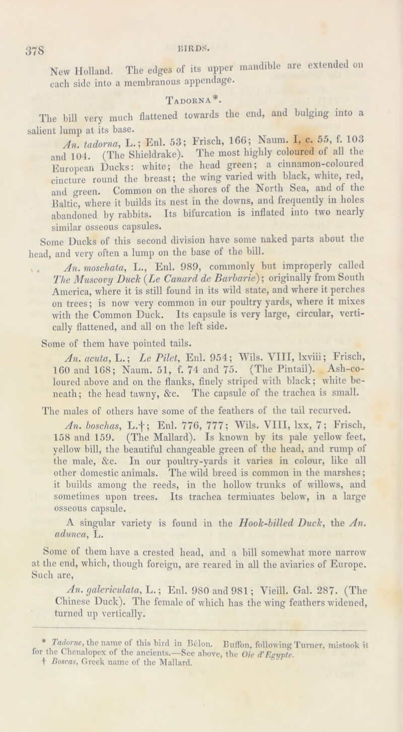 .‘378 New Holland. The edges of its upper mandible are extended on each side into a membranous appendage. Tadorna*. The bill very much flattened towards the end, and bulging into a salient lump at its base. An. tadorna, L.; Enl. 53; Friscl., 166; Naum. I, c. 55, f. 103 and 104. (The Shieldrake). The most highly coloured of all the European Ducks: white; the head green; a cinnamon-coloured cincture round the breast; the wing varied with black, white, red, and green. Common on the shores of the North Sea, and of the Baltic, where it builds its nest in the downs, and frequently in holes abandoned by rabbits. Its bifurcation is inflated into two nearly similar osseous capsules. Some Ducks of this second division have some naked parts about the head, and very often a lump on the base of the bill. An. moschata, L., Enl. 989, commonly but improperly called The Muscovy Duck (Le Canard de Barbaric); originally from South America, where it is still found in its wild state, and where it perches on trees; is now very common in our poultry yards, where it mixes with the Common Duck. Its capsule is very large, circular, verti- cally flattened, and all on the left side. Some of them have pointed tails. An. acuta, L.; Le Filet, Enl. 954; Wils. VIII, lxviii; Frisch, 160 and 168; Naum. 51, f. 74 and 75. (The Pintail). Ash-co- loured above and on the flanks, finely striped with black; white be- neath; the head tawny, &c. The capsule of the trachea is small. The males of others have some of the feathers of the tail recurved. An. boschas, L.-j~; Enl. 776, 777; Wils. VIII, lxx, 7; Frisch, 158 and 159. (The Mallard). Is known by its pale yellow feet, yellow bill, the beautiful changeable green of the head, and rump of the male, &c. In our poultry-yards it varies in colour, like all other domestic animals. The wild breed is common in the marshes; it builds among the reeds, in the hollow trunks of willows, and sometimes upon trees. Its trachea terminates below, in a large osseous capsule. A singular variety is found in the Hook-billed Duck, the An. adunca, L. Some of them have a crested head, and a bill somewhat more narrow at the end, which, though foreign, are reared in all the aviaries of Europe. Such are, An. galericulata, L.; Enl. 980 and 981; Vieill. Gal. 287. (The Chinese Duck). The female of which has the wing feathers widened, turned up vertically. Tadorne, the name of this bird in Belon. Buffon, following Turner, mistook it for the Chenalopex of the ancients.—See above, the Oie d'Egypt?. t Boscas, Greek name of the Mallard.
