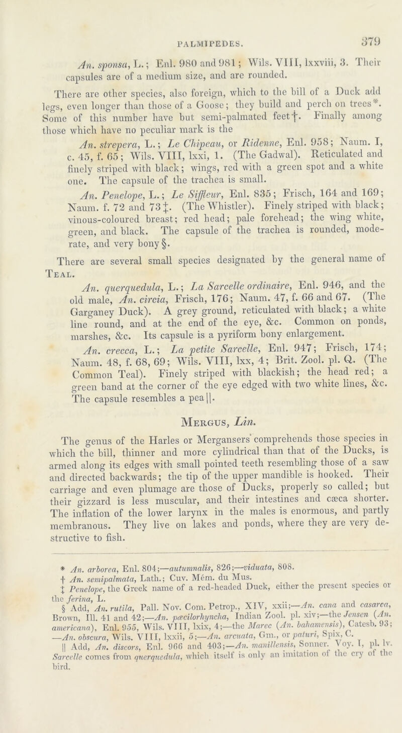 An. sponsa, L.; Enl. 980 and 981; Wils. VII1, lxxviii, 3. Their capsules are of a medium size, and arc rounded. There are other species, also foreign, which to the bill ol a Duck add legs, even longer than those of a Goose; they build and perch on trees11'. Some of this number have but semi-palmated feet'j~. binally among those which have no peculiar mark is the An. strep era, L.; Le Chipcau, or Ridenne, Enl. 958; bvaum. I, c. 45, f. 05 ; Wils. VIII, lxxi, 1. (The Gadwal). Reticulated and finely striped with black; wings, red with a green spot and a white one. The capsule of the trachea is small. An. Penelope, L.; Le Siffleur, Enl. 835; Frisch, 104 and 109; Naum. f. 72 and 73 J. (The Whistler). Finely striped with black; vinous-coloured breast; red head; pale forehead; the wing white, green, and black. The capsule of the trachea is rounded, mode- rate, and very bony§. There are several small species designated by the general name ot Teal. An. querquedula, L.; La Sarcelle ordinaire, Enl. 940, and the old male, An. circia, Frisch, 170; Naum. 47, f. 66 and 67. (The Garganey Duck). A grey ground, reticulated with black; a white line* * * §3 round, and at the end of the eye, &c. Common on ponds, marshes, &c. Its capsule is a pyriform bony enlargement. An. crecca, L.; La petite Sarcelle, Enl. 947; Frisch, 171, Naum. 48, f. 68, 69; Wils. VIII, lxx, 4; Brit. Zool. pi. Q. (The Common Teal). Finely striped with blackish; the head red; a green band at the corner of the eye edged with two white lines, &c. The capsule resembles a pea|j. Mergus, Lin. The genus of the Harles or Mergansers comprehends those species in which the bill, thinner and more cylindrical than that ot the Ducks, is armed along its edges with small pointed teeth resembling those of a saw and directed backwards; the tip of the upper mandible is hooked. Their carriage and even plumage are those of Ducks, properly so called; but their gizzard is less muscular, and their intestines and caeca shorter. The inflation of the lower larynx in the males is enormous, and partly membranous. They live on lakes and ponds, where they are very de- structive to fish. * An. arborea, Enl. 804;—autunmalis, 826; viduata, 808. An. semipalmata, Lath.; Cuv. Mem. du Mus. x Penelope, the Greek name of a red-headed Duck, either the present species or the ferina, L. . § Add, An. rutila, Pall. Nov. Com. Petrop., XIV, xxn\—An. cana and casarca, Brown, 111. 41 and 42 \—An. pcecilorhyncha, Indian Zool. pi. xiv;—the) Jensen (An. americana), Enl. 955, Wils. VIII, lxix, 4;—the Marec (An. bahamensis), Catesb. 93; —An. obscura, Wils. VIII, lxxii, 5;—An. arcuata, 6m., or paturi, Spix, ( . || Add, An. discors, Enl. 966 and 403;—^. manillensis, Sonner. A oy. I, pi. v. Sarcelle comes from querquedula, which itself is only an imitation o( the ciy o t u bird.