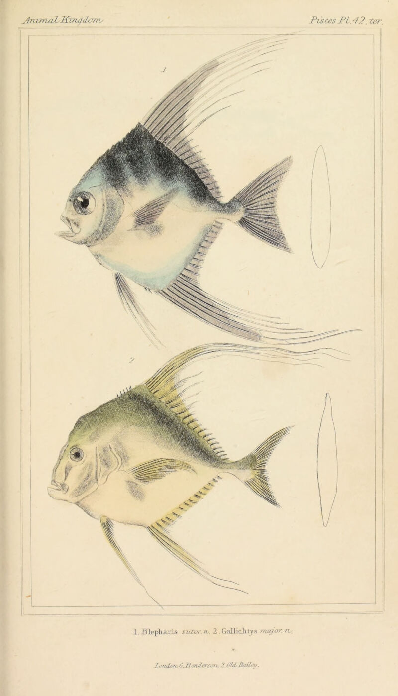 AmmaZ Kuu)dcm/ Pisces .Pi. 42. ter. 1. Ulcpharis sutor. tv. 2 Gallicli tys major, n . L'Trulvrb. t\ Jieriderst. n / ? (VtL Btzili7/.