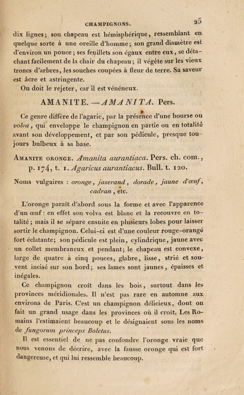 dix lignes ; son chapeau est hémisphérique, ressemblant en quelque sorte à une oreille d’homme; son grand diamètre est d’environ un pouce ; ses feqillets son égaux entre eux, se déta¬ chant facilement de la chair du chapeau ; il végète sur les vieux troncs d’arbres, les souches coupées à fleur de terre. Sa saveur est âcre et astringente. On doit le rejeter, car il est vénéneux. Pers. Ce genre diffère de l’agaric, par la présence d’une bourse ou volva , qui enveloppe le champignon en partie ou en totalité avant son développement, et par son pédicule, presque tou¬ jours bulbeux à sa base. Amanite oronge. Amanita aurantiaca.Vers. ch. coin., p. 174^ t. 1. Agaricus aurantiacus. Bull. t. 120. Noms vulgaires : oronge, jaser and, dorade, jaune d’œuf, « cadran , etc. L’oronge paraît d’abord sous la forme et avec l’apparence d’un œuf : en effet son volva est blanc et la recouvre en to¬ talité ; mais il se sépare ensuite en plusieurs lobes pour laisser sortir le champignon. Celui-ci est d’une couleur rouge-orangé fort éclatante; son pédicule est plein, cylindrique, jaune avec un collet membraneux et pendant; le chapeau est convexe, large de quatre à cinq pouces, glabre, lisse, strié et sou- ,vent incisé sur son bord; ses lames sont jaunes, épaisses et inégales. Ce champignon croît dans les bois, surtout dans les provinces méridionales. Il n’est pas rare en automne aux environs de Paris. C’est un champignon délicieux, dont on fait un grand usage dans les provinces où il croît. Les Ro¬ mains l’estimaient beaucoup et le désignaient sous les noms de fungorurn princeps Boletus. Il est essentiel de ne pas confondre l’oronge vraie que nous venons de décrire, avec la fausse oronge qui est fort dangereuse, et qui lui ressemble beaucoup.