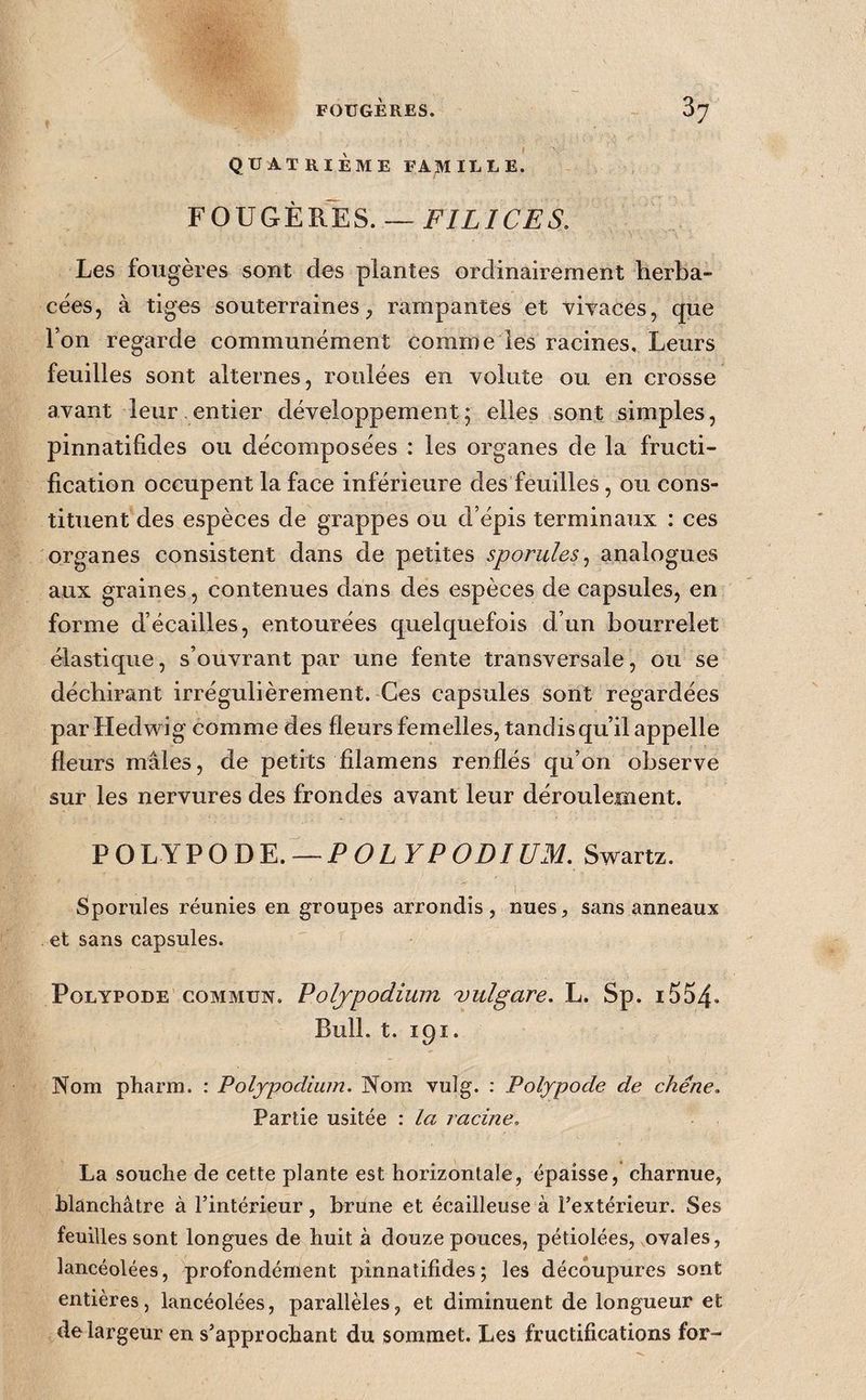 ' QUATRIEME FAMILLE. FOUGÈRES. — FILICES, Les fougères sont des plantes ordinairement herba¬ cées, à tiges souterraines, rampantes et viYaces, que l’on regarde communément comme les racines. Leurs feuilles sont alternes, roulées en volute ou en crosse avant leur entier développement; elles sont simples, pinnatifides ou décomposées : les organes de la fructi¬ fication occupent la face inférieure des feuilles, ou cons¬ tituent des espèces de grappes ou d’épis terminaux : ces organes consistent dans de petites sporules^ analogues aux graines, contenues dans des espèces de capsules, en forme d’écailles, entourées quelquefois d’un bourrelet élastique, s’ouvrant par une fente transversale, ou se déchirant irrégulièrement. Ces capsules sont regardées parHedwig comme des fleurs femelles, tandis qu’il appelle fleurs mâles, de petits filamens renflés qu’on observe sur les nervures des frondes avant leur déroulement. POLYPODE. — P6>LFP6>Z)/UM, Swartz. Sponiles réunies en groupes arrondis, nues, sans anneaux et sans capsules. PoLYPODE COMMUN. Polfpodium TJulgure. L. Sp. i554* Bull. t. 191. Nom pharm. : Poljpodium. Nom vulg. : Pofypocle de chêne. Partie usitée : la racine, La souche de cette plante est horizontale, épaisse, charnue, blanchâtre à l’intérieur, brune et écailleuse à l’extérieur. Ses feuilles sont longues de huit à douze pouces, pétiolées, ovales, lancéolées, profondément pinnatifides ; les découpures sont entières, lancéolées, parallèles, et diminuent de longueur et de largeur en s’approchant du sommet. Les fructifications for-