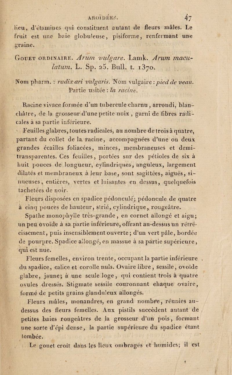lieu, d’étamiües qui conslituer.t autant de fleurs mâles. Le fruit est une baie globuleuse, pisiforme, renfermant une graine. ' Gouet ordinaire. Arum -vulgare. Lamk. Arum macu- latum, L. Sp. 25. Bull. t. iS^o. Nom pharm. : radixari vuîgaris. Nom vulgaire: pied de veau. Partie usitée : la racine. Racine vivace formée d’un tubercule cbarnu , arrondi, blan¬ châtre, de la grosseur d’une petite noix , garni de fibres radi¬ cales à sa partie inférieure. Feuilles glabres, toutes radicales, au nombre de trois à quatre, partant du collet de la racine, accompagnées d’une ou deux grandes écailles foliacées, minces, membraneuses et demi- transparentes. Ces feuilles, portées sur des pétioles de six à huit pouces de longueur, cylindriques, anguleux, largement dilatés et membraneux à leur base, sont sagittées, aiguës, si¬ nueuses, entières, vertes et luisantes en dessus, quelquefois tachetées de noir. Fleurs disposées en spadice pédoncuîé; pédoncule de quatre à cinq pouces de hauteur, strié, cylindrique, rougeâtre. Spathe monopliylle très-grande, en cornet allongé et aigu; un peu ovoïde à sa partie inférieure, offrant au-dessus un rétré¬ cissement, puis insensiblement ouverte ; d’un vert pâle, bordée de pourpre. Spadice allongé, en massue à sa partie supérieure, qui est nue. Fleurs femelles, environ trente, occupant la partie inférieure du spadice, calice et corolle nuis. Ovaire libre , Sessile, ovoïde glabre, jaune; à une seule loge, qui contient trois à quatre ovules dressés. Stigmate sessiie couronnant chaque ovaire, formé de petits grains glanduleux allongés. Fleurs mâles, monandres, en grand nombre, réunies au- dessus des fleurs femelles. Aux pistils succèdent autant de petites baies rougeâtres de la grosseur d’un pois, formant une sorte d’épi dense, la partie supérieure du spadice étant tombée. Le gouet croît dans les lieux ombragés et humides; il est