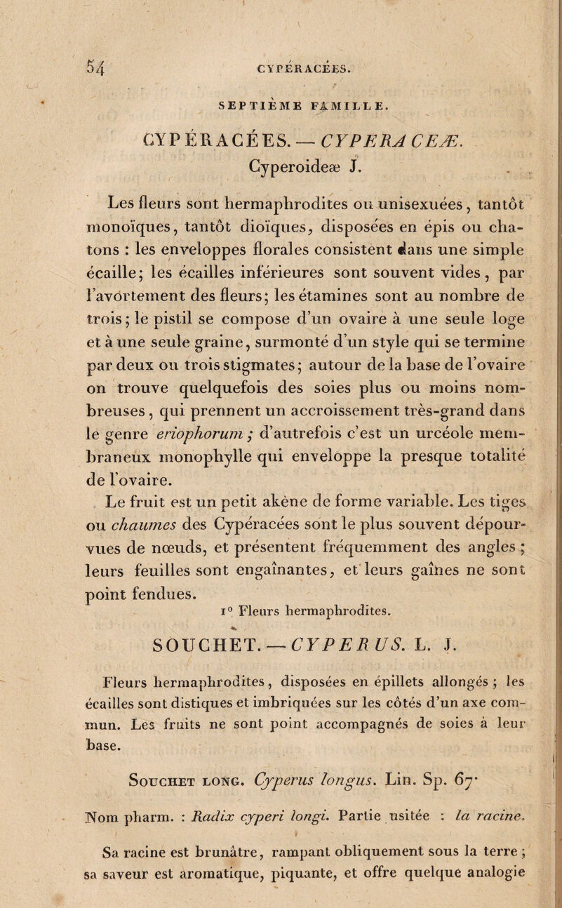 SEPTIÈME FÂMILLE. CYP ÉRÂGÉES. — CYPERA CEÆ. Gyperoideæ J. Les fleurs sont hermaphrodites ou unisexuées, tantôt monoïques, tantôt dioïques, disposées en épis ou cha¬ tons : les enveloppes florales consistent fians une simple écaille; les écailles inférieures sont souvent vides, par l’avôrtement des fleurs; les étamines sont au nombre de trois; le pistil se compose d’un ovaire à une seule loge et à une seule graine, surmonté d’un style qui se termine par deux ou trois stigmates ; autour de la base de l’ovaire on trouve quelquefois des soies plus ou moins nom¬ breuses , qui prennent un accroissement très-grand dans le genre eriophorum ; d’autrefois c’est un urcéole mem¬ braneux monophylle qui enveloppe la presque totalité de l’ovaire. Le fruit est un petit akène de forme variable. Les tiges ou chaumes des Cypéracées sont le plus souvent dépour¬ vues de nœuds, et présentent fréquemment des angles ; leurs feuilles sont engainantes, et leurs gaines ne sont point fendues. i'^ Fleurs hermaphrodites, «h SOUCHET. —è/A. L. J. Fleurs hermaphrodites, disposées en épillets allongés ; les écailles sont distiques et imbriquées sur les côtés d’un axe com¬ mun. Les fruits ne sont point accompagnés de soies à leur base. SoucHET LONG. Cyperiis longus. \ÀVi. Sp. 6y Nom pharm. : Radix cyperi longi. Partie usitée : la racine. Sa racine est brunâtre, rampant obliquement sous la terre ; sa saveur est aromatique, piquante, et offre quelque analogie