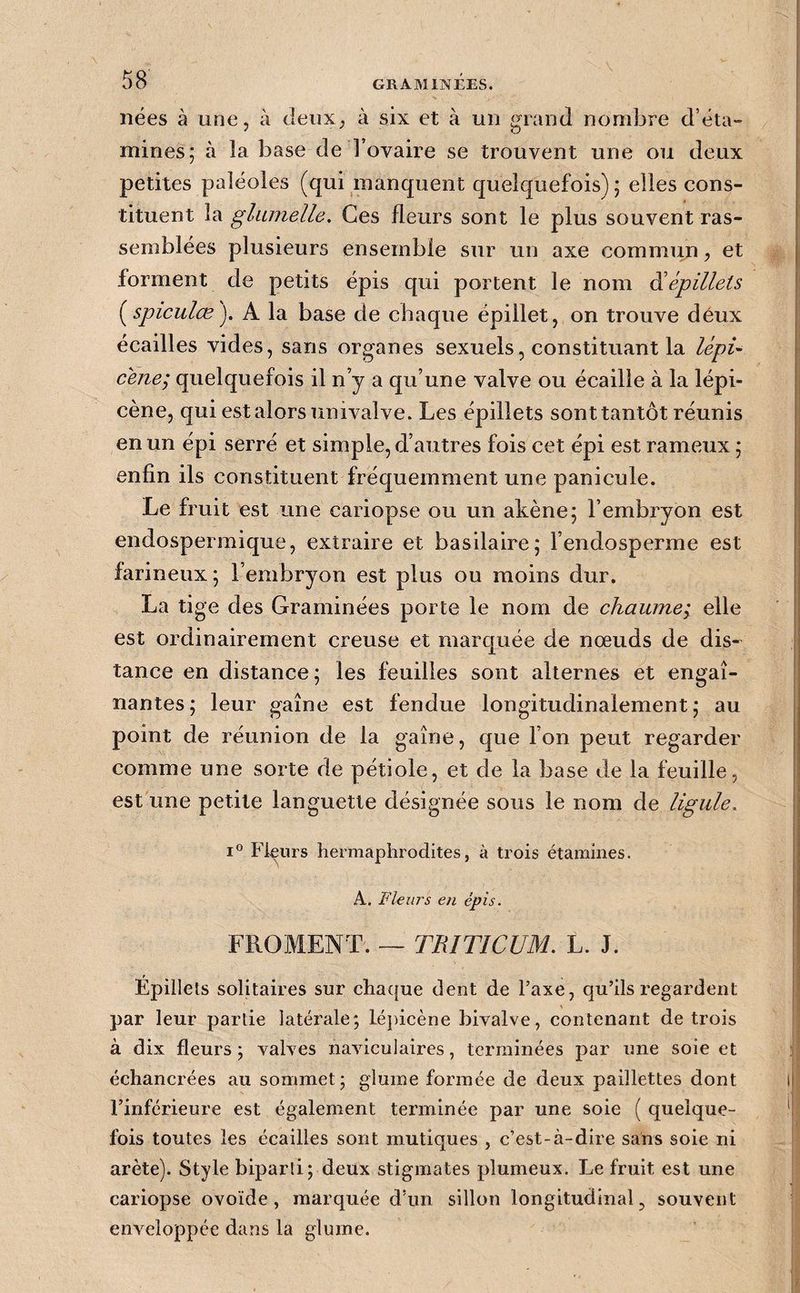 nées à une, à deux, à six et à un grand nombre d’éta¬ mines; à la base de l’ovaire se trouvent une ou deux petites paléoles (qui manquent quelquefois) ; elles cons¬ tituent glumelle. Ces fleurs sont le plus souvent ras¬ semblées plusieurs ensemble sur un axe commun, et forment de petits épis qui portent le nom diépillets (^spiculœ). A la base de chaque épillet, on trouve déux écailles vides, sans organes sexuels, constituant la lépU cène; quelquefois il n’y a qu’une valve ou écaille à la lépi- cène, qui est alors univalve. Les épillets sont tantôt réunis en un épi serré et simple, d’autres fois cet épi est rameux ; enfin ils constituent fréquemment une panicule. Le fruit est une cariopse ou un akène; l’embryon est endosperraique, extraire et basilaire; l’endosperme est farineux ; l’embryon est plus ou moins dur. La tige des Graminées porte le nom de chaume; elle est ordinairement creuse et marquée de nœuds de dis¬ tance en distance; les feuilles sont alternes et engai¬ nantes; leur gaine est fendue longitudinalement; au point de réunion de la gaine, que l’on peut regarder comme une sorte de pétiole, et de la base de la feuille, est une petite languette désignée sous le nom de ligule. 1° Fleurs hermaphrodites, à trois étamines. A. Fleurs eji épis. FROMENT. — TRITICUM. L. J. Épillets solitaires sur ehatfue dent de l’axe, qu’ils regardent par leur partie latérale; lépicène bivalve, contenant de trois à dix fleurs ; valves naviculaires, terminées par une soie et échancrées au sommet; gluine formée de deux paillettes dont l’inférieure est également terminée par une soie ( quelque¬ fois toutes les écailles sont mutiques , c’est-à-dire sans soie ni arête). Style biparti; deux stigmates plumeux. Le fruit est une cariopse ovoïde, marquée d’un sillon longitudinal, souvent enveloppée dans la glume.