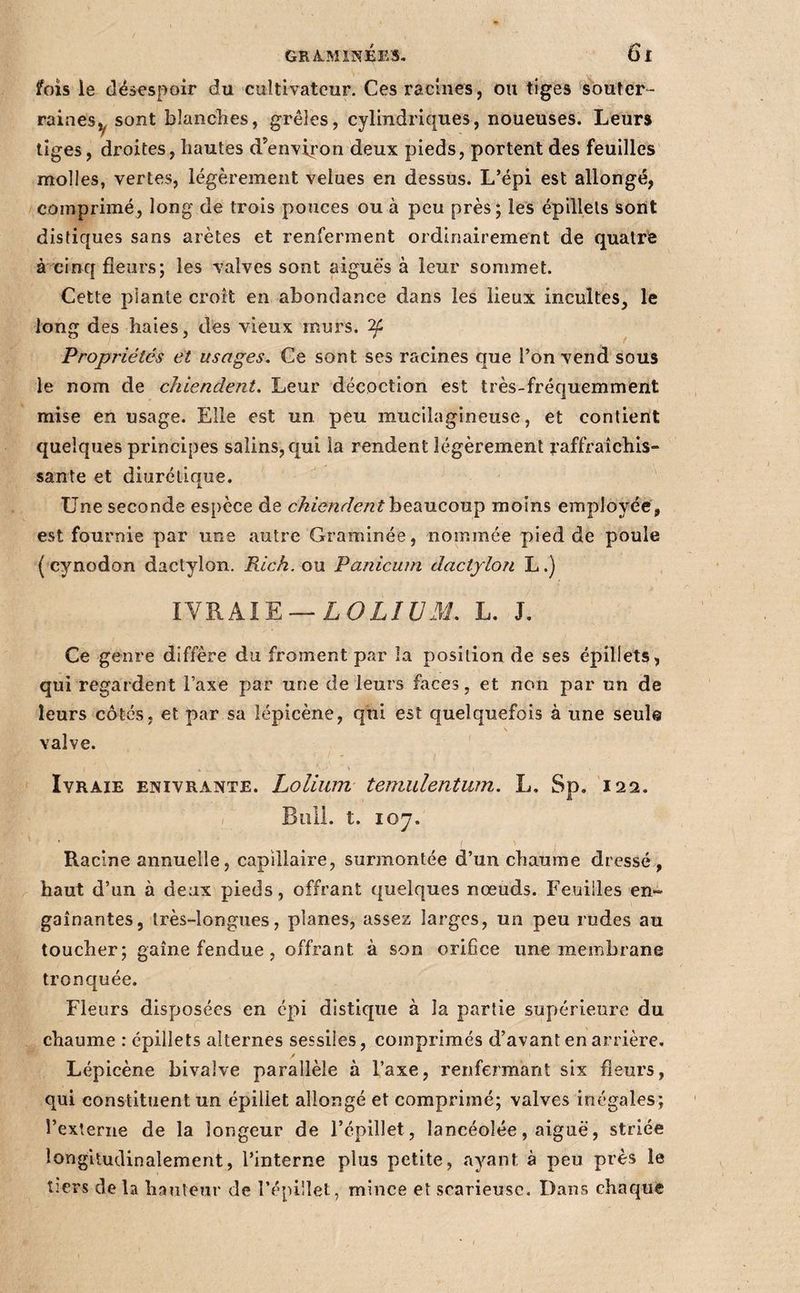 fois le désespoir du cultivateur. Ces racines, ou tiges sbufer- rainesy sont blanclies, grêles, cylindriques, noueuses. Leurs tiges, droites, hautes d’envii'on deux pieds, portent des feuilles molles, vertes, légèrement velues en dessus. L’épi est allongé, comprimé^ long de trois pouces ou à peu près; les épillels sont distiques sans arêtes et renferment ordinairement de quatre à cinq fleurs; les valves sont aiguës à leur sommet. Cette plante croît en abondance dans les lieux incultes, le long des haies, des vieux murs. ^ Propriétés et usages. Ce sont ses racines que l’on vend sous le nom de chiendent. Leur décoction est très-fréquemment mise en usage. Elle est un peu mucilagineuse, et contient quelques principes salins, qui la rendent légèrement raffraichis- sante et diuréliaue. JL Une seconde espèce de beaucoup moins employée, est fournie par une autre Graminée, nommée pied de poule ( cynodon dactylon. Rich. ou Panicum dactylou L.) IVRAIE —LOZ/£/3i. L. J. Ce genre diffère du froment par la position de ses épillets, qui regardent l’axe par une de leurs faces, et non par un de leurs côtés, et par sa lépicène, qui est quelquefois à une seul© \ valve. Ivraie enivrante. Lolium temulentum. L, Sp. 122. , Biill. t. 107. Racine annuelle, capillaire, surmontée d’un chaume dressé, haut d’un à deux pieds, offrant quelques nœuds. Feuilles en¬ gainantes, très-longues, planes, assez larges, un peu rudes au toucher; gaine fendue , offrant à son orifice une membrane tronquée. Fleurs disposées en épi distique à la partie supiérieure du chaume : épillets alternes sessiles, comprimés d’avant en arrière. Lépicène bivalve parallèle à l’axe, renfermant six fleurs, qui constituent un épiliet allongé et comprimé; valves inégales; l’externe de la longeur de l’épillet, lancéolée, aiguë, striée longitudinalement, l’interne plus petite, ayant à peu près le tiers de la hauteur de l’épillet, mince et scarieusc. Dans chaque