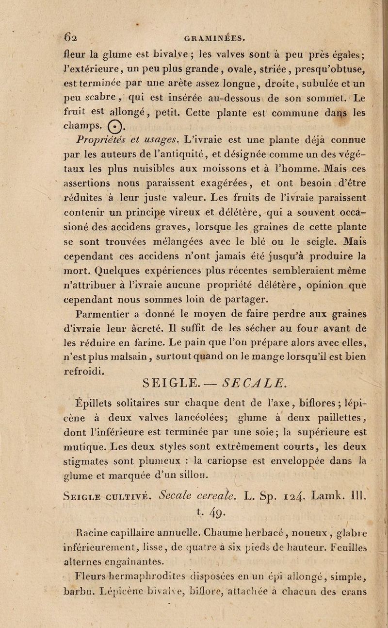 fleur la glume est bivalve ; les valves sont à peu près égales; l’extérieure, un peu plus grande, ovale, striée , presqu’obtuse, est terminée par une arête assez longue, droite, subulée et un peu scabre y qui est insérée au-dessous de son sommet. Le fruit est allongé, petit. Cette plante est commune dans les champs. Propriétés et usages. L’ivraie est une plante déjà connue par les auteurs de l’antiquité, et désignée comme un des végé¬ taux les plus nuisibles aux moissons et à l’homme. Mais ces assertions nous paraissent exagérées, et ont besoin d’étre réduites à leur juste valeur. Les fruits de l’ivraie paraissent contenir un principe vireux et délétère, qui a souvent occa- sioné des accidens graves, lorsque les graines de cette plante se sont trouvées mélangées avec le blé ou le seigle. Mais cependant ces accidens n’ont jamais été jusqu’à produire la mort. Quelques expériences plus récentes sembleraient même n’attribuer à l’ivraie aucune propriété délétère, opinion que cependant nous sommes loin de partager. Parmentier a donné le moyen de faire perdre aux graines d’ivraie leur âcreté. Il suffît de les sécher au four avant de les réduire en farine. Le pain que l’on prépare alors avec elles, n’est plus malsain, surtout quand on le mange lorsqu’il est bien refroidi. SEIGLE.™ SECALE, Épillets solitaires sur chaque dent de l’axe, biflores ; lépi- cène à deux valves lancéolées; glume à deux paillettes, dont l’inférieure est terminée par une soie; la supérieure est mutique. Les deux styles sont extrêmement courts, les deux stigmates sont plumeux : la cariopse est enveloppée dans la glume et marquée d’un sillon. ^ Seigle cultivé. Secale cereale, L. Sp. 124* Lamk. 111. Racine capillaire annuelle. Chaume herbacé , noueux , glabre inférieurement, lisse, de quatre à six pieds de hauteur. Feuilles alternes engainantes. Fleurs hermaphrodites disposées en un épi allongé, simple, barbu. I.épicènc bivalve, blGore, attachée à chacun des crans