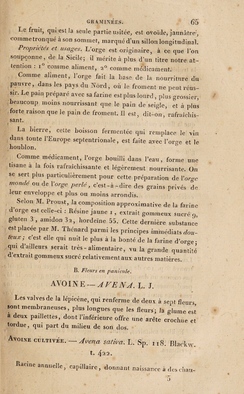 Le fruit, qui est la seule partie usitée, est ovoïde, jaunâtre', comme tronqué à son sommet, marqué d’un sillon longitudinal. Propriétés et usages. L’o^^ge est originaire, à ce que l’on soupçonne, de la Sicile; il mérite à plus d’un titre notre at¬ tention : I comme aliment, comme médicament. Comme aliment, 1 orge fait la base de la nourriture du pauvre, dans les pays du Nord, où le froment ne peut réus¬ sir. Le pain préparé avec sa farine est plus loiifd , plus grossier, -beaucoup moins nourrissant que le pain de seigle, et à plus • forte raison que le pain de froment. Il est, dit-on, rafraîchis¬ sant. La bierre, celte boisson fermentée qui remplace le -vin dans toute l’Europe septentrionale, est faite a.vec l’orge et le houblon. Comme médicament, l’orge bouilli dans l’eau, forme une tisane à la fois rafraîchissante et légèrement nourrisante. On se sert plus particulièrement pour cette préparation de Xorgc mondé ou de Vorge perlé, c’est-à-dire des grains privés de leur enveloppe et plus ou moins arrondis. ^ Selon M. Proust, la composition approximative de la farine d orge est celle-ci : Résine jaune i, extrait gommeux sucré 9 gluten 3 , amidon 82, hordeïne 55. Cette dernière substance est placée par M. Thénard parmi les principes immédiats dou¬ teux;^ c’est elle qui nuit le plus à la bonté.de la farine d’orge* qui d’ailleurs serait très - alimentaire, vu la grande quanüté d extrait gommeux sucré relativement aux autres matières. B. Fleurs en paniciile. AVOINE —J. Les valves de la lépicène, qui renferme de deux à sept fleurs, sont membraneuses, plus longues que les fleurs’; la glume est à deux paillettes, dont l’inférieure offre une arête crochue et tordue, qui part du milieu de son dos. Avoine cultivée. — sativa. L. Sp. ii8. Blaekw. t • ^22* Eatme annuelle, capillaire, donnant naissance à des diau- t) } *