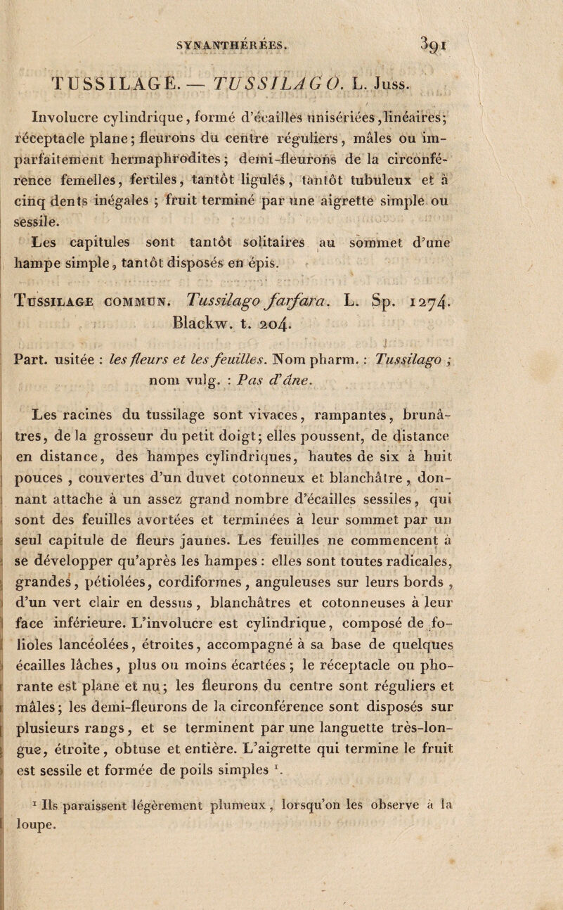 TUSSILAGE. — TUSSILAGO. L. Juss. Involucre cylindrique, formé d’écailles unisériées,linéaires; réceptacle plane; fleui’ons du centre, réguliers, mâles ou im¬ parfaitement hermaphrodites ; demi-fleurons de la circonfé¬ rence femelles, fertiles, tantôt ligules, tantôt tubuleux et à cinq dents inégales ; fruit terminé par une aigrette simple ou sessile. Les capitules sont tantôt solitaires au sommet d’une hampe simple, tantôt disposés en épis. ' Tussilage commun. Tussilago farfara. L. Sp. 1274- Blackw. t. 204. i ; Part, usitée ; les fleurs et les feuilles. Nom pharm. : Tussilago ; nom vulg. : Tas d’âne. Les racines du tussilage sont vivaces, rampantes, brunâ- I très, delà grosseur du petit doigt; elles poussent, de distance ) en distance, des hampes cylindriques, hautes de six à huit ] pouces , couvertes d’un duvet cotonneux et blanchâtre, don- ] nant attache à un assez grand nombre d’écailles sessiles, qui ; sont des feuilles avortées et terminées à leur sommet par un g seul capitule de fleurs jaunes. Les feuilles ne commencent à î se développer qu’après les hampes : elles sont toutes radicales, J grandes, pétiolées, cordiforraes, anguleuses sur leurs bords , 1 d’un vert clair en dessus, blanchâtres et cotonneuses à leur 1 face inférieure. L’involucre est cylindrique, composé de do- I lioles lancéolées, étroites, accompagné à sa base de quelques 'i écailles lâches, plus ou moins écartées ; le réceptacle ou pho- f rante est plane et nu ; les fleurons du centre sont réguliers et t mâles ; les demi-fleurons de la circonférence sont disposés sur [ plusieurs rangs, et se terminent par une languette très-lon- I gue, étroite, obtuse et entière. L’aigrette qui termine le fruit y est sessile et formée de poils simples ^ • I ^ Ils paraissent légèrement plumeux, lorsqu’on les observe à la 1 loupe.