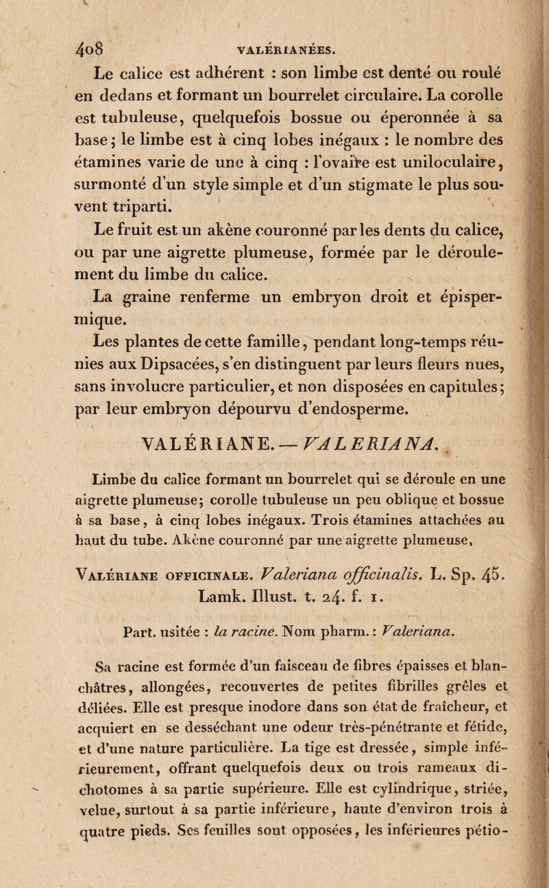 Le calice est adhérent : son limbe est denté ou roulé en dedans et formant un bourrelet circulaire. La corolle est tubuleuse, quelquefois bossue ou éperonnée à sa base ; le limbe est à cinq lobes inégaux : le nombre des étamines varie de une à cinq : TovaiVe est uniloculaire, surmonté d’un style simple et d’un stigmate le plus sou¬ vent triparti. Le fruit est un akène couronné parles dents du calice, ou par une aigrette plumeuse, formée par le déroule¬ ment du limbe du calice. La graine renferme un embryon droit et épisper- mique. Les plantes de cette famille, pendant long-temps réu¬ nies aux Dipsacées, s’en distinguent par leurs fleurs nues, sans involucre particulier, et non disposées en capitules; par leur embryon dépourvu d’endosperme. \KhtVi.lk^Y.,— FALERIANA, Limbe du calice formant un bourrelet qui se déroule en une aigrette plumeuse; corolle tubuleuse un peu oblique et bossue à sa base, à cinq lobes inégaux. Trois étamines attachées au haut du tube. Akène couronné par une aigrette plumeuse. Valériane officinale, Valeriana qfficinaîis, L. Sp, 4^. Lamk. Illust. t. 24* b i» Part, usitée : la racine. Nom pharm. : Valeriana. Sa racine est formée d’un faisceau de fibres épaisses et blan¬ châtres, allongées, recouvertes de petites fibrilles grêles et déliées. Elle est presque inodore dans son état de fraîcheur, et acquiert en se desséchant une odeur très-pénétrante et fétide, et d’une nature particulière. La tige est dressée, simple infé¬ rieurement, offrant quelquefois deux ou trois rameaux di- chotoraes à sa partie supérieure. Elle est cylindrique, striée, velue, surtout à sa partie inférieure, haute d’environ trois à quatre pieds. Ses feuilles sont opposées, les inférieures pétio-