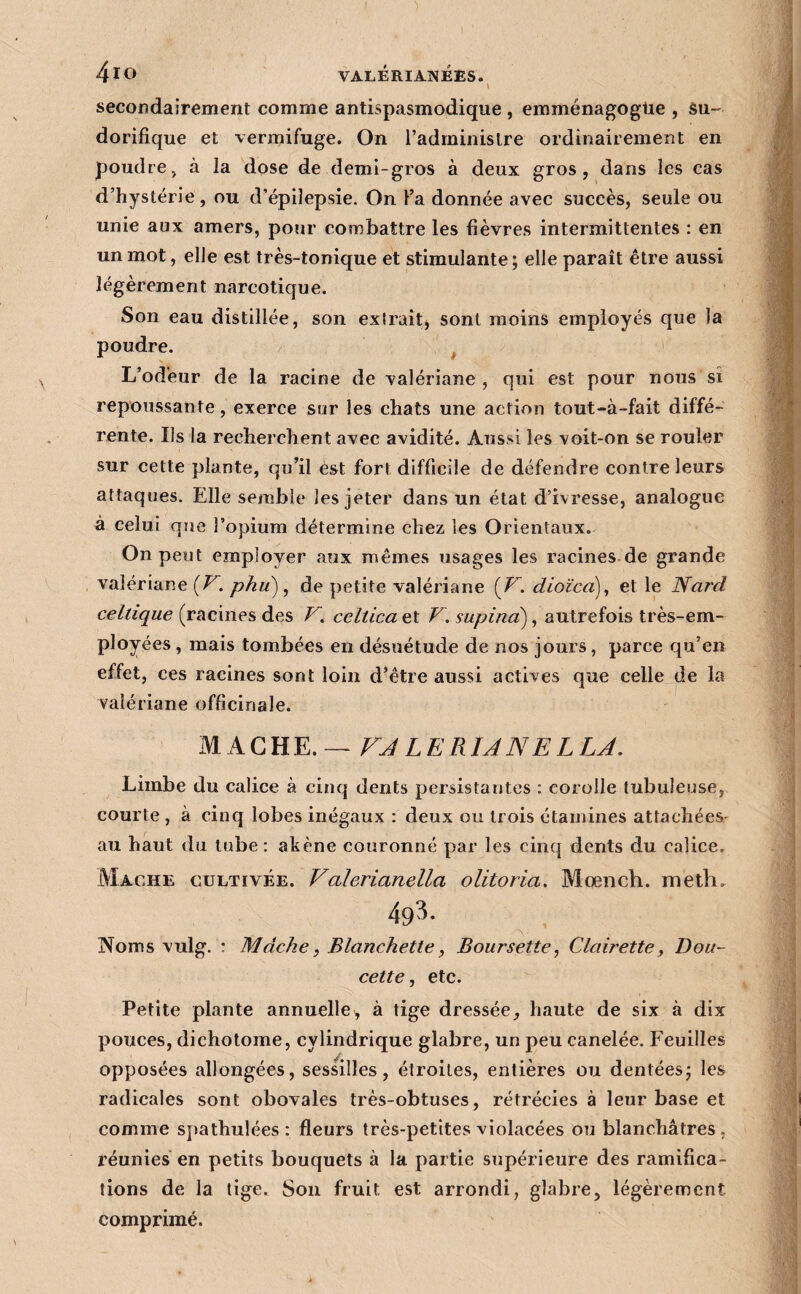 VALÉRIANÉES. V secondairement comme antispasmodique , emménagoglie , su¬ dorifique et vermifuge. On l’administre ordinairement en poudre, à la dose de demi-gros à deux gros, dans les cas d’hystérie, ou d’épilepsie. On Ka donnée avec succès, seule ou unie aux amers, pour combattre les fièvres intermittentes : en un mot, elle est très-tonique et stimulante ; elle paraît être aussi légèrement narcotique. Son eau distillée, son extrait, sont moins employés que la poudre. ^ L’odeur de la racine de valériane, qui est pour nous si repoussante, exerce sur les chats une action tout-à-fait diffé¬ rente. Ils la recherchent avec avidité. Aussi les voit-on se rouler sur cette plante, qu’il est fort difficile de défendre contre leurs attaques. Elle semble les jeter dans un état d’ivresse, analogue a celui que l’opium détermine chez les Orientaux. On peut employer aux mêmes usages les racines de grande valériane {V. phu) ^ de petite valériane [V. dioîcd)^ et le Nard celtique (racines des V. ceitica et V. supind), autrefois très-em¬ ployées , mais tombées en désuétude de nos jours, parce qu’en effet, ces racines sont loin d’être aussi actives que celle de la valériane officinale. FJ LERIANELLJ. Limbe du calice à cinq dents persistantes : corolle tubuleuse, courte, à cinq lobes inégaux : deux ou trois étamines attachées^ au haut du tube : akène couronné par les ciiicj dents du calice. Mâche cultivée. Falerianella olitoria, Mœnch. meth, 493. Noms vulg. : Mâche, Blanchette, Boursette, Clairette^ Dou¬ cette ^ etc. Petite plante annuelle^ à tige dressée, haute de six à dix pouces, dichotome, cylindrique glabre, un peu canelée. Feuilles opposées allongées, sessilles, étroites, entières ou dentéesj les radicales sont obovales très-obtuses, rétrécies à leur base et comme sj)athulées : fleurs très-petites violacées ou blanchâtres , réunies en petits bouquets à la partie supérieure des ramifica¬ tions de la tige. Son fruit est arrondi, glabre, légèrement, comprimé.