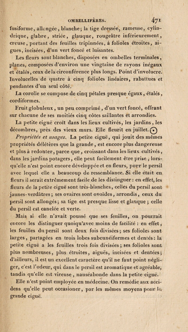 fusiforme, allongée, blanche; la tige dressée, rameuse, cylin¬ drique, glabre, striée, glauque, rougeâtre inférieurement, creuse, portant des feuilles tripinnées, à folioles étroites, ai¬ gues, incisées, d’un vert foncé et luisantes. Les fleurs sont blanches, disposées en ombelles terminales, planes, composées d’environ une vingtaine de rayons inégaux et étalés, ceux delà circonférence plus longs. Point d’invoîucre. Involucelles de quatre à cinq folioles linéaires, rabattues et pendantes d’un seul côté. La corolle se compose de cinq pétales presque égaux , étalés , cordiformes. Fruit globuleux , un peu comprimé , d’un vert foncé, offrant sur chacune de ses moitiés cinq côtes saillantes él arrondies. La petite ciguë croît dans les lieux cultivés, les jardins, les décombres, près des vieux murs. Elle fleurit en juillet.(7^ Propriétés et usages. La petite ciguë, qui jouit des mêmes propriétés délétères que la grande, est encore plus dangereuse et plus à redouter, parce que , croissant dans les lieux cultivés, dans les jardins potagers, elle peut facilement être prise , lors¬ qu’elle n’est point encore développée et en fleurs, pour le persil avec lequel elle a beaucoup de ressemblance. Si elle était en fleurs il serait extrêmement facile de les distinguer : en effet, les fleurs de la petite ciguë sont très-blanches, celles du persil sont jaunes-verdâtres ; ses ovaires sont ovoïdes, arrondis, ceux du persil sont allongés; sa tige est presque lisse et glauque ; celle du persil est canelée et verte. Mais si elle n’avait poussé que ses feuilles, on pourrait encore les distinguer quoiqu’avec moins de facilité : en effet, les feuilles du persil sont deux fois divisées ; ses folioles sont larges, partagées en trois lobes subcunéiformes et dentés: la petite ciguë a les feuilles trois fois divisées ; ses folioles sont plus nombreuses, plus étroites, aiguës, incisées et dentées; d’ailleurs, il est un excellent caractère qu’il ne faut point négli¬ ger, c’est l’odeur, qui dans le persil est aromatique et agréable, tandis qu’elle est vireuse , nauséabonde dans la petite ciguë. Elle n’est point employée en médecine. On remédie aux acci- dens qu’elle peut occasioner, par les mêmes moyens pour la, grande ciguë.