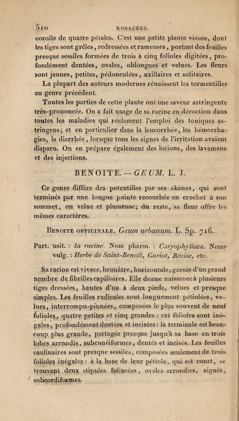 corolle de quatre pétales. C’est une petite plante vivace, dont les tiges sont grêles, redressées et rameuses, portant des feuilles presque sessiles formées de trois à cinq folioles digitées, pro¬ fondément dentées, ovales, oblongues et velues. Les fleurs sont jaunes, petites, pédonculées, axillaires et solitaires. La plupart des auteurs modernes réunissent les lormentilles au genre précédent. Toutes les parties de cette plante ont une saveur astringente très-prononcée. On a fait usage de sa racine en décoction dans toutes les maladies qui réclament l’emploi des toniques as- tringens; et en particulier dans la leucorrhée, les hémorrha¬ gies, la diarrhée , lorsque tous les signes de l’irritation avaient disparu. On en prépare également des lotions, des lavemens et des injections. BEN O LTE. — GE UM. L. J. ; V Ce genre diffère des potentilles par ses akènes, qui sont terminés par une longue pointe recourbée en crochet à son sommet, ou velue et plumeuse; du reste, sa fleur offre les mêmes caractères. Benoîte officinale. Geum urbanum. L. Sp. 716» Part. usit. : la racine. Nom pharm. : Caryophyllata. Noms vulg. : Herbe de Saint-Benoît, Gariot, Récise, etc. Sa racine est vivace, brunâtre, horizontale, garnie d’un grand nombre de fibrilles capillaires. Elle donne naissanceà plusieurs tiges dressées, hautes d’un à deux pieds, velues et presque simples. Les feuilles radicales sont longuement pétiolées, ve¬ lues, interrompu-pinnées, composées le plus souvent de neuf folioles , quatre petites et cinq grandes : ces folioles sont iné¬ gales , profondément dentées et incisées : la terminale est beau¬ coup plus grande, partagée presque jusqu’à sa base en trois lobes arrondis, subcunéiformes, dentés et incisés. Les feuilles caulinaires sont presque sessiles, composées seulement de trois folioles inégales : à la base de leur pétiole, qui est court, se trouvent deux stipules foliacées, oyales-arrondies, aiguës, subcordiformes.