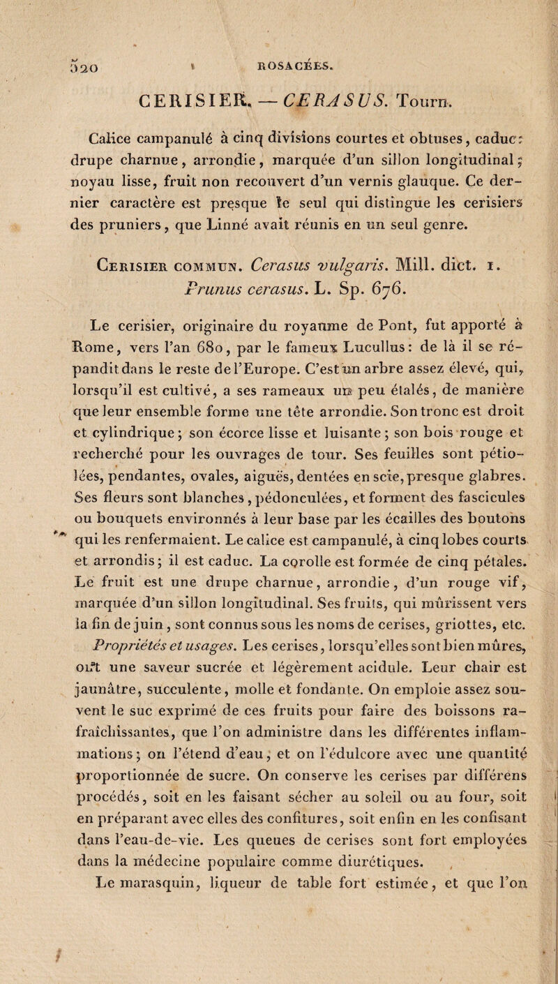 020 CERISIER, — CE RA SUS. Tourn, Calice campanulé à cinq divisions courtes et obtuses, caduc: drupe charnue, arrondie, marquée d’un sillon longitudinal; noyau lisse, fruit non recouvert d’un vernis glauque. Ce der¬ nier caractère est presque le seul qui distingue les cerisiers des pruniers, que Linné avait réunis en un seul genre. Cerisier commun. Cerasus vulgaris. Mill. dict. i. Prunus cerasus. L. Sp. 676. Le cerisier, originaire du royaume de Pont, fut apporté à Rome, vers l’an 680, par le fameux Lucullus: de là il se ré¬ pandit dans le reste del’Europe. C’est un arbre assez élevé, qui, lorsqu’il est cultivé, a ses rameaux un peu étalés, de manière que leur ensemble forme une tète arrondie. Son tronc est droit et cylindrique; son écorce lisse et luisante; son bois rouge et recherché pour les ouvrages de tour. Ses feuilles sont pétio- lées, pendantes, ovales, aiguës, dentées en scie, presque glabres. Ses fleurs sont blanches , pédonculées, et forment des fascicules ou bouquets environnés à leur base par les écailles des boutons qui les renfermaient. Le calice est campanulé, à cinq lobes courts et arrondis; il est caduc. La corolle est formée de cinq pétales. Le fruit est une drupe charnue, arrondie, d’un rouge vif, marquée d’un sillon longitudinal. Ses fruils, qui mûrissent vers la fin de juin , sont connus sous les noms de cerises, griottes, etc. Propriétés et usages. Les cerises, lorsqu’elles sont bien mûres, on“t une saveur sucrée et légèrement acidulé. Leur chair est jaunâtre, succulente, molle et fondante. On emploie assez sou¬ vent le suc exprimé de ces fruits pour faire des boissons ra¬ fraîchissantes, que l’on administre dans les différentes inflam¬ mations; on l’étend d’eau, et on l’édulcore avec une quantité proportionnée de sucre. On conserve les cerises par dilférens procédés, soit en les faisant sécher au soleil ou au four, soit en préparant avec elles des confitures, soit enfin en les confisant dans l’eau-de-vie. Les queues de cerises sont fort employées dans la médecine populaire comme diurétiques. Le marasquin, liqueur de table fort estimée, et que l’on