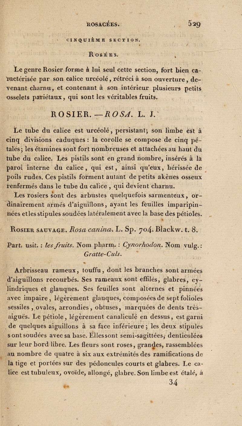 CINQUIÈME SECTION. Rosées. * Le genre Rosier forme à lui seul cette section, fort bien ca¬ ractérisée par son calice urcéolé, rétréci à son ouverture, de¬ venant charnu, et contenant à son intérieur plusieurs petits osselets pariétaux, qui sont les véritables fruits. ROSIER. —ROSA. L. J.' Le tube du calice est urcéolé, persistant; son limbe est à cinq divisions caduques : la corolle se compose de cinq pé¬ tales; les étamines sont fort nombreuses et attachées au haut du tube du calice. Les pistils sont en grand nombre, insérés à la paroi interne du calice, qui est, ainsi qu’eux, hérissée de poils rudes. Ces pistils forment autant de petits akènes osseux renfermés dans le tube du calice , qui devient charnu. Les rosiers sont des arbustes quelquefois sarmenteux, or¬ dinairement armés d’aiguillons, ayant les feuilles imparipin- nées etles stipules soudées latéralement avec la base des pétioles. Rosier sauvage. Rosa canina. L. Sp. 704. Blackw. t. 8. Part. usit. : les fruits. Nom pharm, : Cynorhodon. Nom vulg.: Gratte-Culs. Arbrisseau rameux, touffu, dont les branches sont armées d’aiguillons recourbés. Ses rameaux sont effilés, glabres, cy¬ lindriques et glauques. Ses feuilles sont alternes et pinnées avec impaire, légèrement glauques, composées de sept folioles sessiles , ovales, arrondies, obtuses, marquées de dents très- aiguës. Le pétiole , légèrement canaliculé en dessus, est garni de quelques aiguillons à sa face inférieure ; les deux stipules s ont soudées avec sa base. Elles sont semi-sagittées, denticulées sur leur bord libre. Les fleurs sont roses, grandes, rassemblées au nombre de quatre à six aux extrémités des ramifications de la tige et portées sur des pédoncules courts et glabres. Le ca¬ lice est tubuleux, ovoïde, allongé, glabre. Son limbe est étalé, à 34