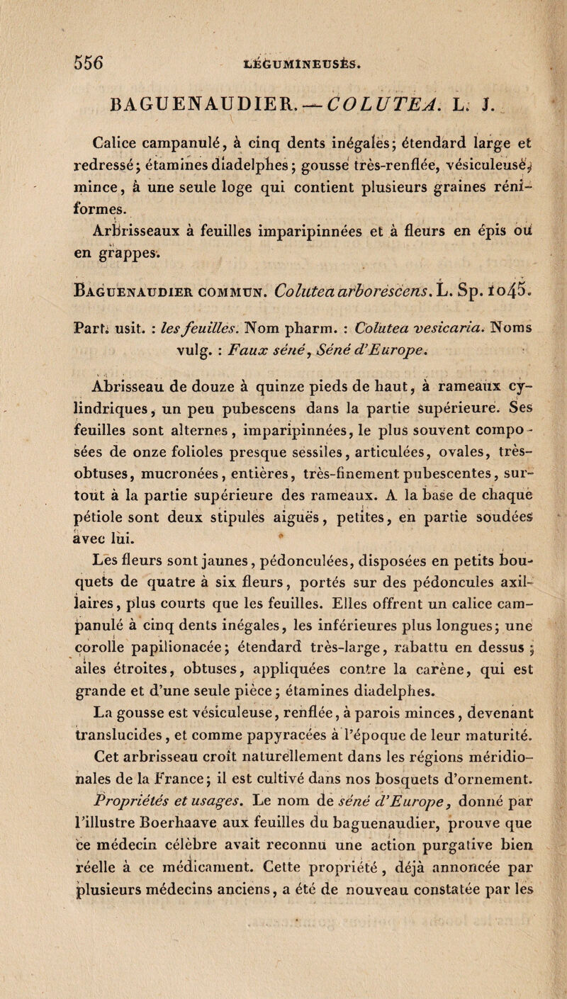 BAGUENAUDIER. — COLUTEA. L. J. Calice campanulé, à cinq dents inégales; étendard large et redressé; étaminesdiadelplies; gousse très-renflée, vésiculeusè^ mince, à une seule loge qui contient plusieurs graines réni- formes. Arbrisseaux à feuilles imparipinnées et à fleurs en épis oui en grappes. Baguenaudier commun. Colutea arborescens. L. Sp. ïo45. Parti usit. : les feuilles. Nom pharm. : Colutea vesicaria. Noms vulg. : Faux séné, Séné d’Europe. Abrisseau de douze à quinze pieds de haut, à rameaux cy¬ lindriques, un peu pubescens dans la partie supérieure. Ses feuilles sont alternes, imparipinnées, le plus souvent compo¬ sées de onze folioles presque sessiles, articulées, ovales, très- obtuses, mucronées, entières, très-finement pubescentes, sur¬ tout à la partie supérieure des rameaux. A la base de chaque , . i t • pétiole sont deux stipules aiguës, petites, en partie soudées avec lui. # Les fleurs sont jaunes, pédonculées, disposées en petits bou¬ quets de quatre à six fleurs, portés sur des pédoncules axil¬ laires, plus courts que les feuilles. Elles offrent un calice cam¬ panulé à cinq dents inégales, les inférieures plus longues; une corolle papilionacée ; étendard très-large, rabattu en dessus ; l . ailes étroites, obtuses, appliquées contre la carène, qui est grande et d’une seule pièce ; étamines diadelplies. La gousse est vésiculeuse, renflée, à parois minces, devenant translucides , et comme papyracées à l’époque de leur maturité. Cet arbrisseau croît naturellement dans les régions méridio¬ nales de la France; il est cultivé dans nos bosquets d’ornement. Propriétés et usages. Le nom de séné d’Europe, donné par l’illustre Boerhaave aux feuilles du baguenaudier, prouve que ce médecin célèbre avait reconnu une action purgative bien réelle à ce médicament. Cette propriété, déjà annoncée par plusieurs médecins anciens, a été de nouveau constatée par les