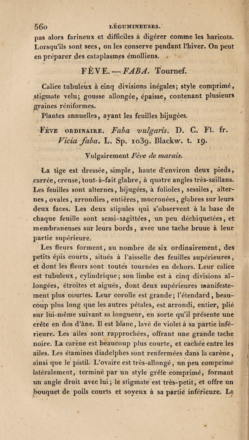 pas alors farineux et difficiles à digérer comme les haricots. Lorsqu’ils sont secs, on les conserve pendant l’hiver. On peut en préparer fies cataplasmes émolliens. t > FÈVE. —FABA. Tournef. Calice tubuleux à cinq divisions inégales; style comprimé, stigmate velu; gousse allongée, épaisse, contenant plusieurs graines réniformes. Plantes annuelles, ayant les feuilles bijugées. Fève ordinaire. Faba vulgaris. D. C. Fl. fr. Vicia faba. L. Sp. 1089. Blackw. t. 19. Vulgairement Fève de marais. La tige est dressée, simple, haute d’environ deux pieds, carrée, creuse, tout-à-fait glabre, à quatre angles très-saillans. Les feuilles sont alternes, bijugées, à folioles, sessiles, alter¬ nes , ovales , arrondies , entières, mucronées, glabres sur leurs deux faces. Les deux stipules qui s’observent à la base de chaque feuille sont semi-sagittées, un peu déchiquetées, et membraneuses sur leurs bords, avec une tache bruue à leur partie supérieure. Les fleurs forment, au nombre de six ordinairement, des petits épis courts, situés à l’aisselle des feuilles supérieures, et dont les fleurs sont toutes tournées en dehors. Leur calice est tubuleux, cylindrique; son limbe est à cinq divisions al¬ longées, étroites et aiguës, dont deux supérieures manifeste¬ ment plus courtes. Leur corolle est grande; l’étendard, beau- coup plus long que les autres pétales, est arrondi, entier, plié sur lui-même suivant sa longueur, en sorte qu’il présente une crête en dos d’âne. Il est blanc, lavé de violet à sa partie infé¬ rieure. Les ailes sont rapprochées, offrant une grande tache noire. La carène est beaucoup plus courte, et cachée entre les ailes. Les étamines diadelphes sont renfermées dans la carène , ainsi que le pistil. L’ovaire est très-allongé, un peu comprimé latéralement, terminé par un style grêle comprimé, formant un angle droit avec lui; le stigmate est très-petit, et offre un bouquet de poils courts et soyeux à sa partie inférieure. La