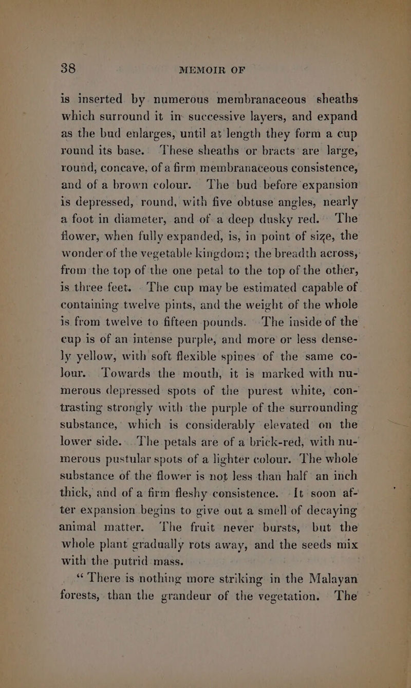 is inserted by numerous membranaceous sheaths which surround it in successive layers, and expand as the bud enlarges, until at length they form a cup round its base.: These sheaths or bracts’ are large, round, concave, of a firm membranaceous consistence, and of a brown colour. The bud before expansion is depressed, round, with five obtuse angles, nearly a foot in diameter, and of a deep dusky red. The flower, when fully expanded, is, in point of size, the wonder of the vegetable kingdom; the breadth across, from the top of the one petal to the top of the other, is three feet. . The cup may be estimated capable of containing twelve pints, and the weight of the whole cup is of an intense purple, and more or Jess dense- Jour. Towards the mouth, it is marked with nu- trasting strongly with the purple of the surrounding substance,’ which is considerably elevated on the merous pustular spots of a lighter colour. The whole substance of the flower is not Jess than half an inch ter expansion begins to give out a smell of decaying animal matter. The fruit never bursts, but the with the putrid mass. “‘ There is nothing more striking in the Malayan forests, than the grandeur of the vegetation. The