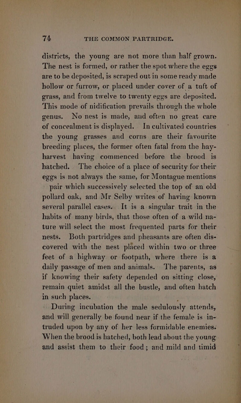 districts, the young are not more than half grown. The nest is formed, or rather the spot where the eggs are to be deposited, is scraped out in some ready made hollow or furrow, or placed under cover of a tuft of grass, and from twelve to twenty eggs are deposited. This mode of nidification prevails through the whole genus. No nest is made, and often no great care of concealment is displayed. In cultivated countries the young grasses and corns are their favourite breeding places, the former often fatal from the hay- harvest having commenced before the breed is hatched. The choice of a place of security for their eggs is not always the same, for Montague mentions pair which successively selected the top of an old pollard oak, and Mr Selby writes of having known several parallel cases. It is a singular trait in the habits of many birds, that those often of a wild na- ture will select the most frequented parts for their nests. Both partridges and pheasants are often dis- covered with the nest placed within two or three feet of a highway or footpath, where there is a daily passage of men and animals. ‘The parents, as if knowing their safety depended on sitting close, remain quiet amidst all the bustle, and often hatch in such places. During incubation the male sedulously attends, and will generally be found near if the female is in- truded upon by any of her less formidable enemies. When the brood is hatched, both lead about the young and assist them to their food; and mild and timid