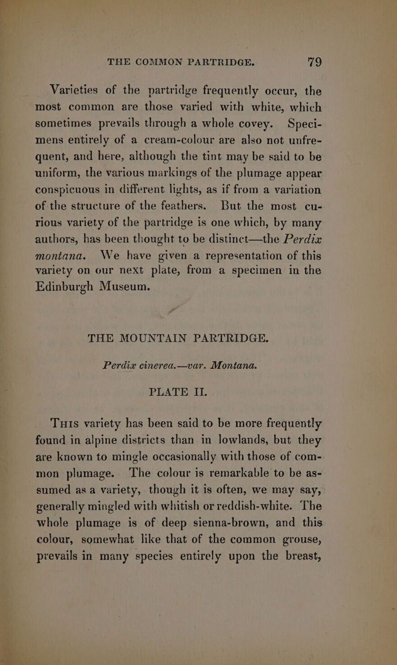 i Varieties of the partridge frequently occur, the most common are those varied with white, which sometimes prevails through a whole covey. Speci- mens entirely of a cream-colour are also not unfre- quent, and here, although the tint may be said to be uniform, the various markings of the plumage appear conspicuous in different lights, as if from a variation of the structure of the feathers. But the most cu- rious variety of the partridge is one which, by many authors, has been thought to be distinct—the Perdix montana. We have given a representation of this variety on our next plate, from a specimen in the Edinburgh Museum. THE MOUNTAIN PARTRIDGE. Perdix cinerea.—var. Montana. Tuis variety has been said to be more frequently found in alpine districts than in lowlands, but they are known to mingle occasionally with those of com- mon plumage. The colour is remarkable to be as- sumed as a variety, though it is often, we may say, generally mingled with whitish or reddish-white. The whole plumage is of deep sienna-brown, and this colour, somewhat like that of the common grouse, prevails in many species entirely upon the breast,