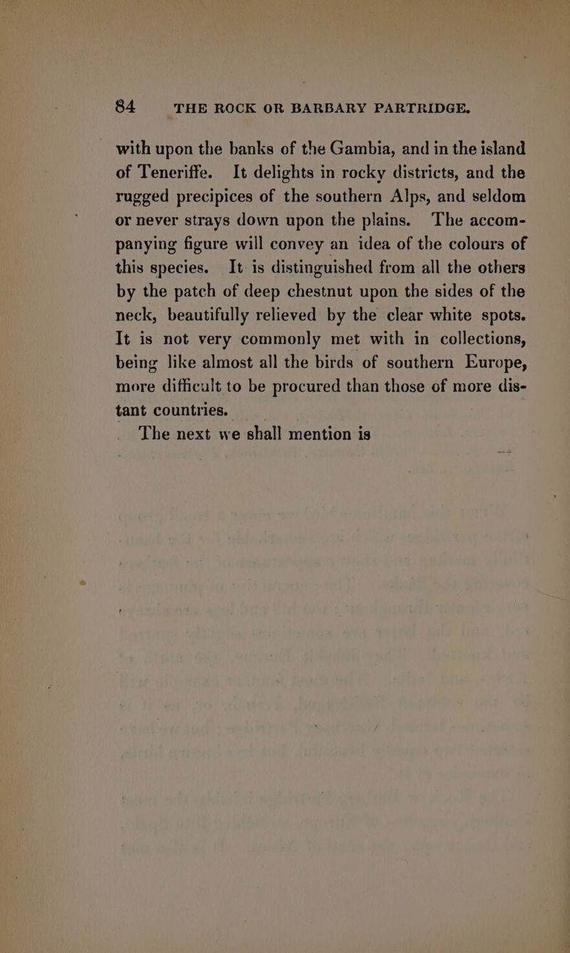 with upon the banks of the Gambia, and in the island of Teneriffe. It delights in rocky districts, and the rugged precipices of the southern Alps, and seldom or never strays down upon the plains. The accom- panying figure will convey an idea of the colours of this species. It is distinguished from all the others by the patch of deep chestnut upon the sides of the neck, beautifully relieved by the clear white spots. It is not very commonly met with in collections, being like almost all the birds of southern Europe, more difficult to be procured than those of more dis- tant countries. The next we shall mention is