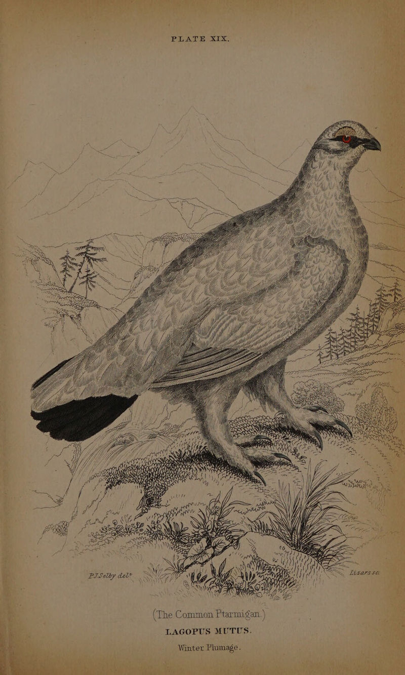 Yi SLY ZY ys Gi wi { gi Me et uy) YMK(Yf Vy ¢ (\ 0 4 AUN ‘ in (The Common Ptarmigan.) LAGOPUS MUTUS. ‘Winter Plumage. tt =~