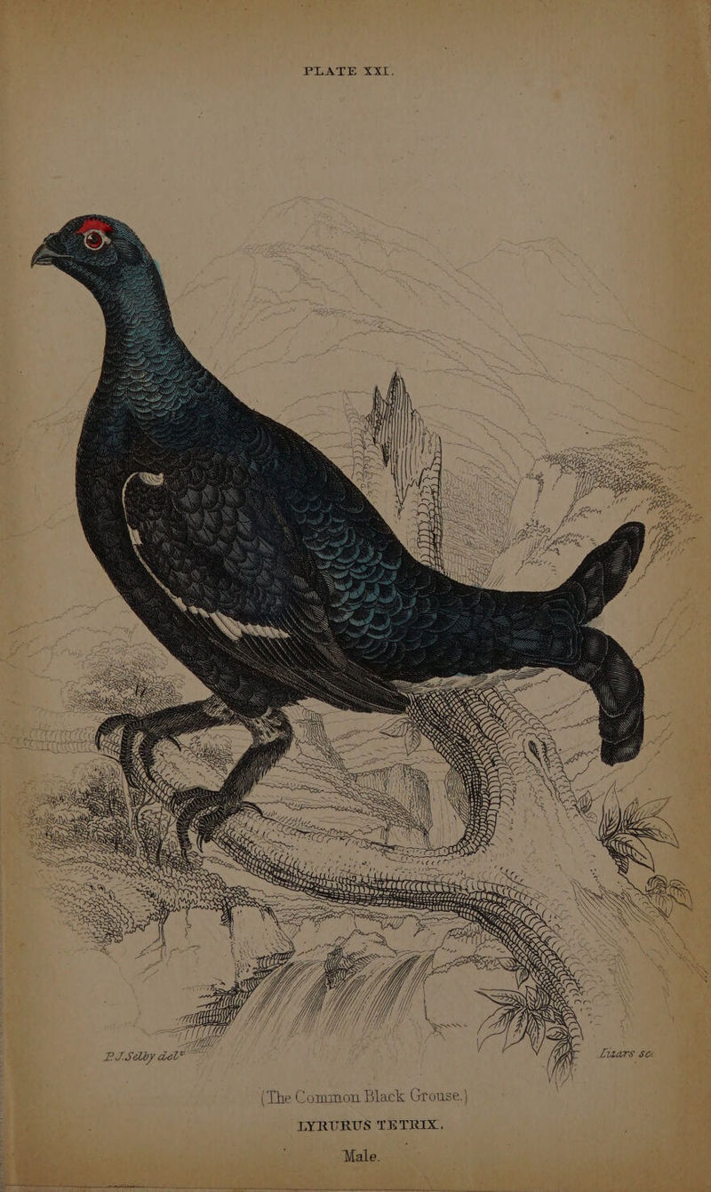 PLATE XXL, 1 6 oceh SF AV Ore Oe NG a BI SAby del” (The Common Black Grouse.) . ce ae LYRURUS TETRIX. ‘ Male.