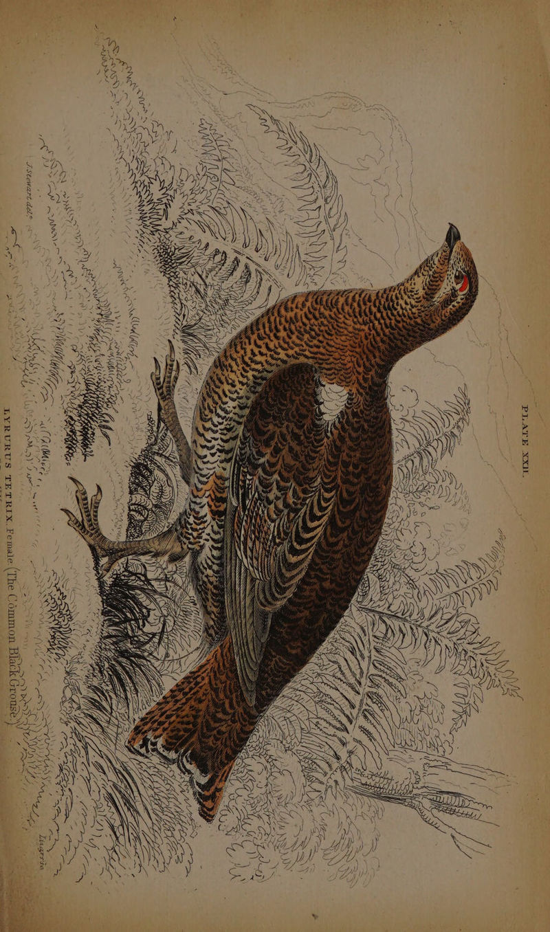 x: Beto ) ) / iN ee ) SS ce s i { a \. | - NY Lit ra =\ : b : 3 5 / { eS { ra: Rey ( * we ia Vad bbe x Sh id ‘3 ha) WAS AN Fe ee RSS Sen Sr a&gt; : Female: (The Common Black Grouse a Lingessa ys GK Mbeee og \ LY jf * Va Falah sypMia)! 2 ae &gt; Bea ~ ELYRURUS TETRIX. re - Fa Le J ae Ss